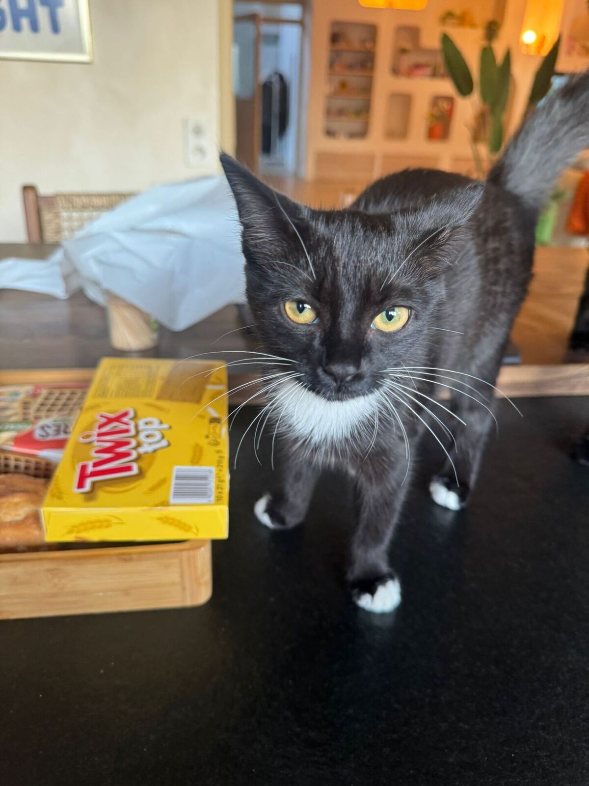 Adoption Kaou