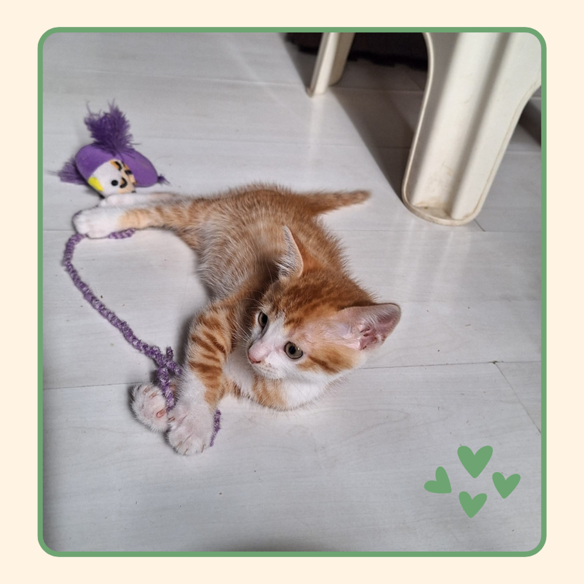 Adoption Björn