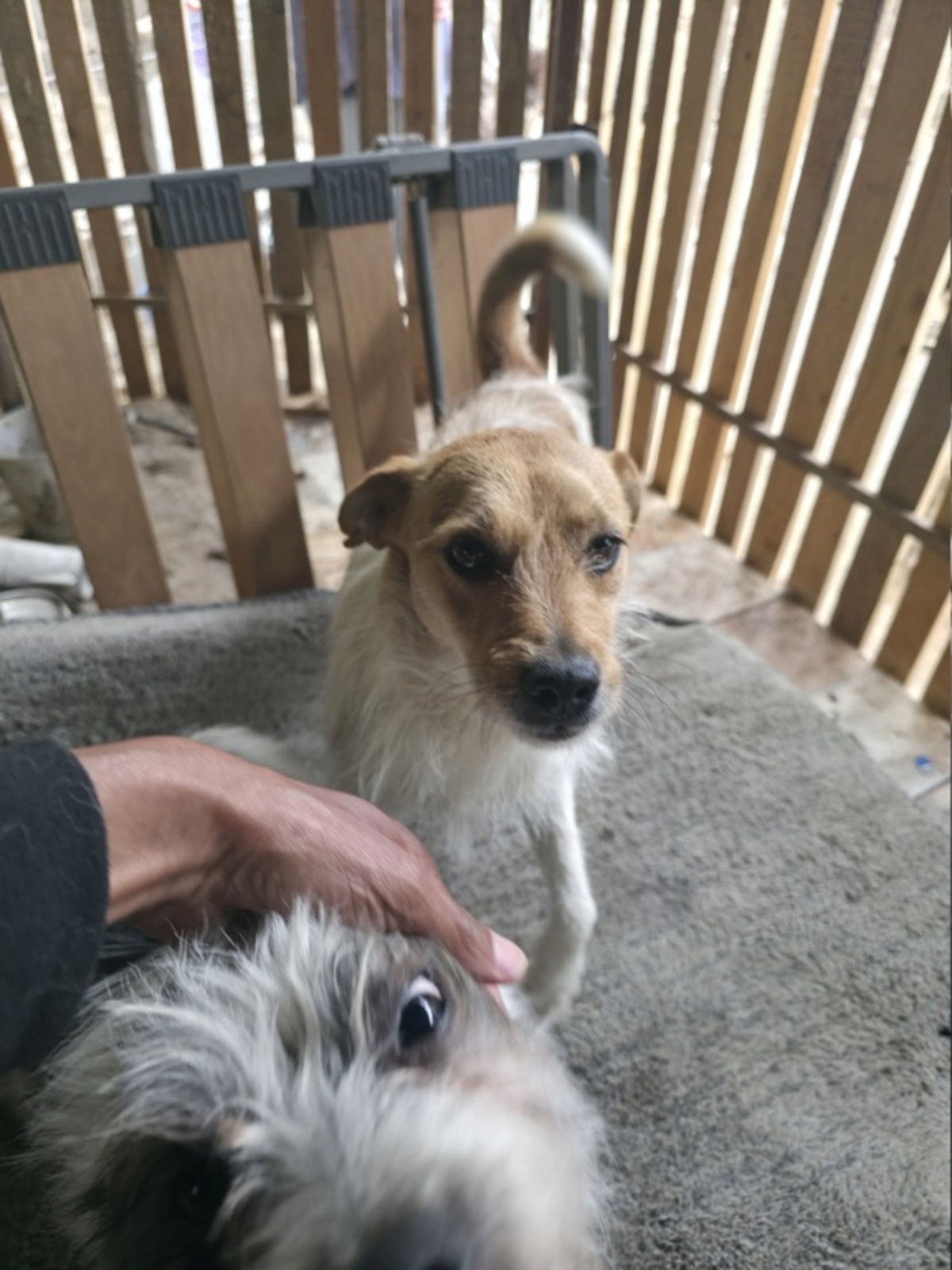 Adoption Virga
