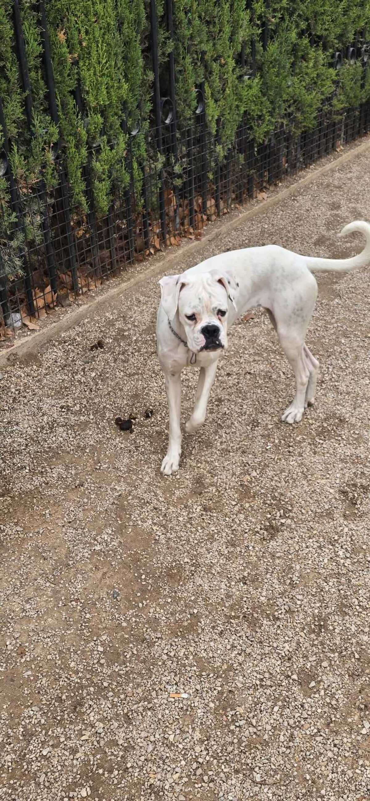 Adoption Yaki