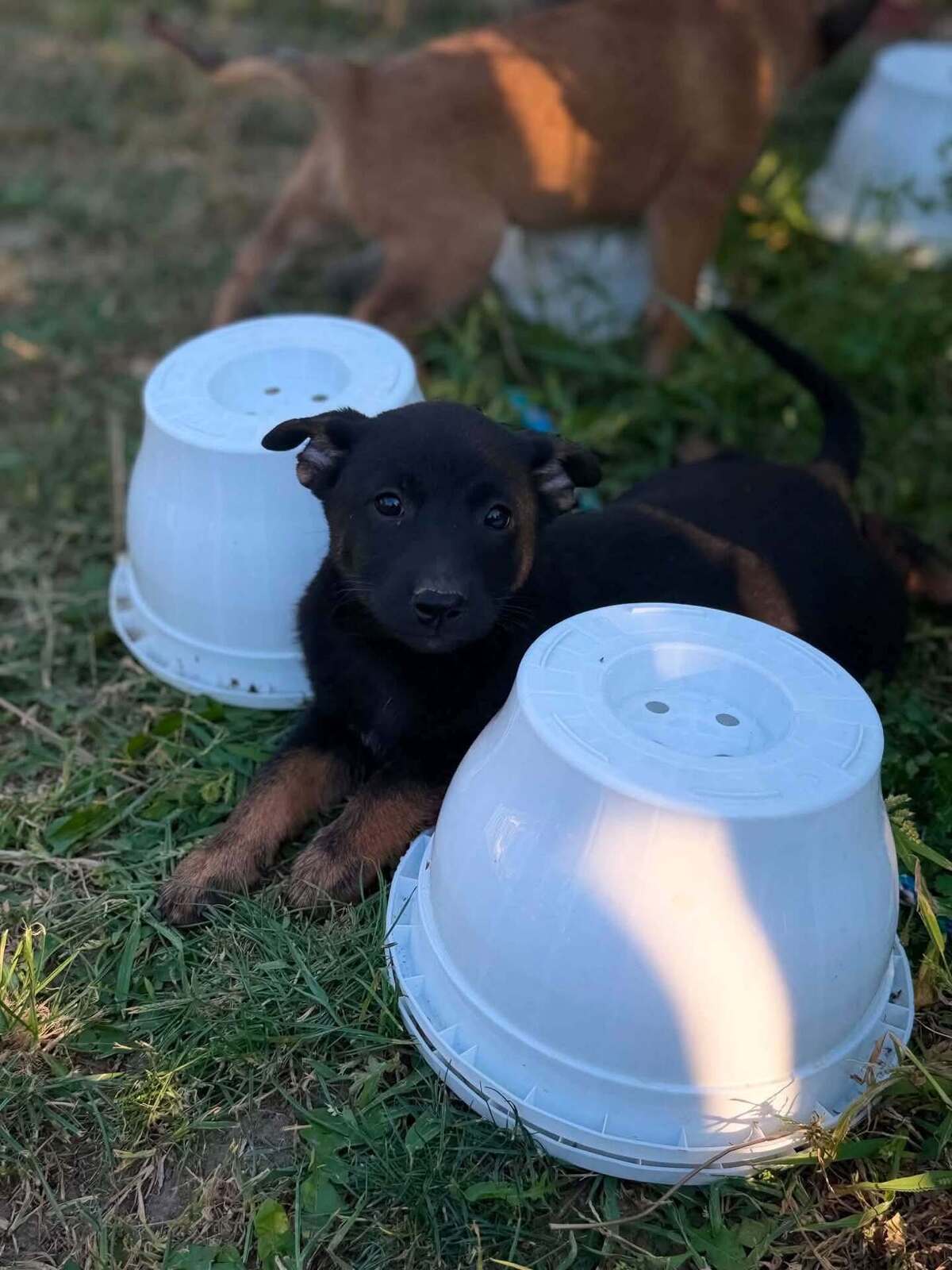 Adoption Mikado