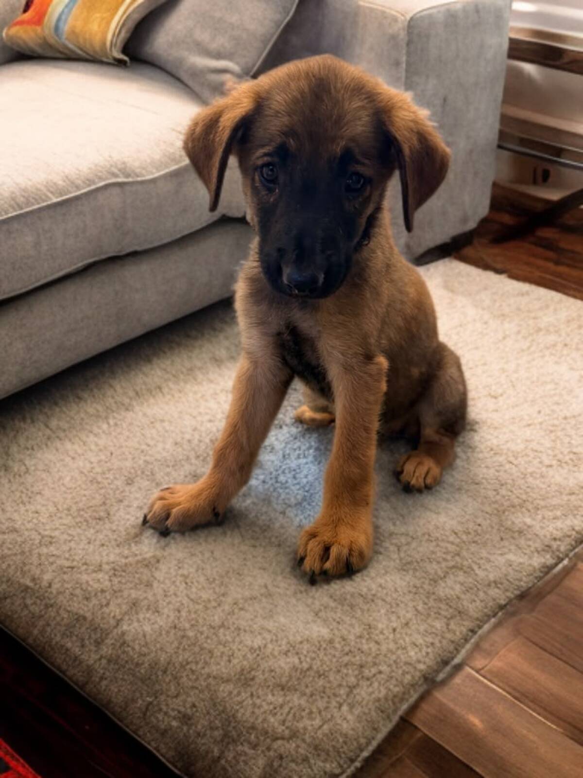 Adoption Tolga