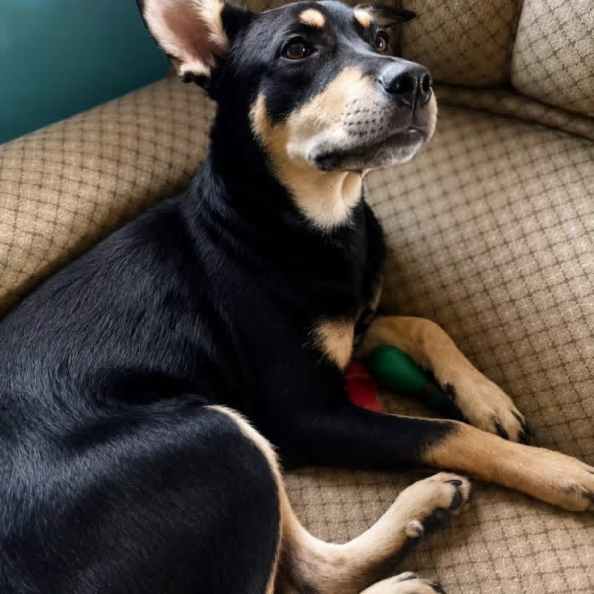 Adoption Beckie