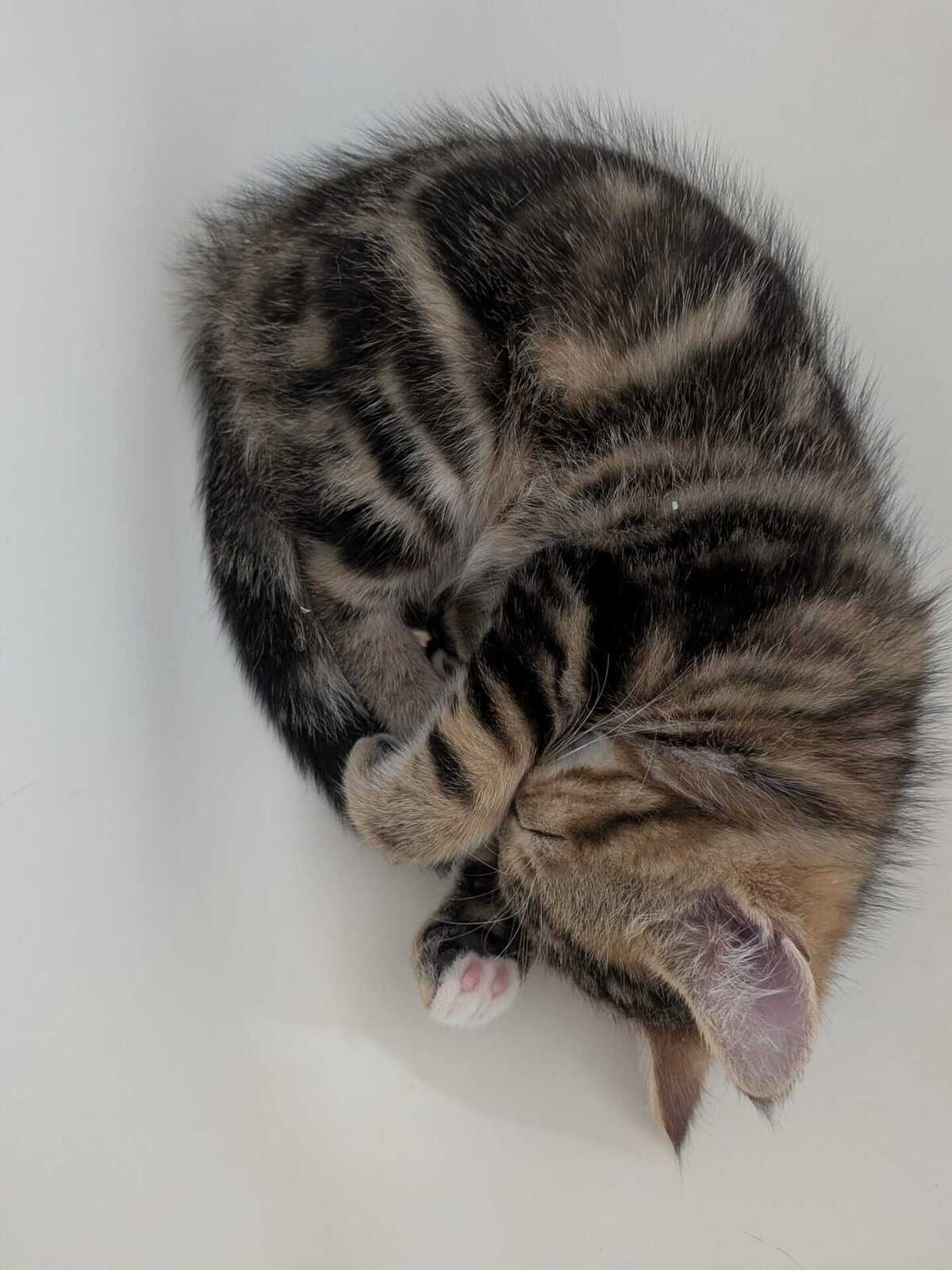 Adoption Bubsy