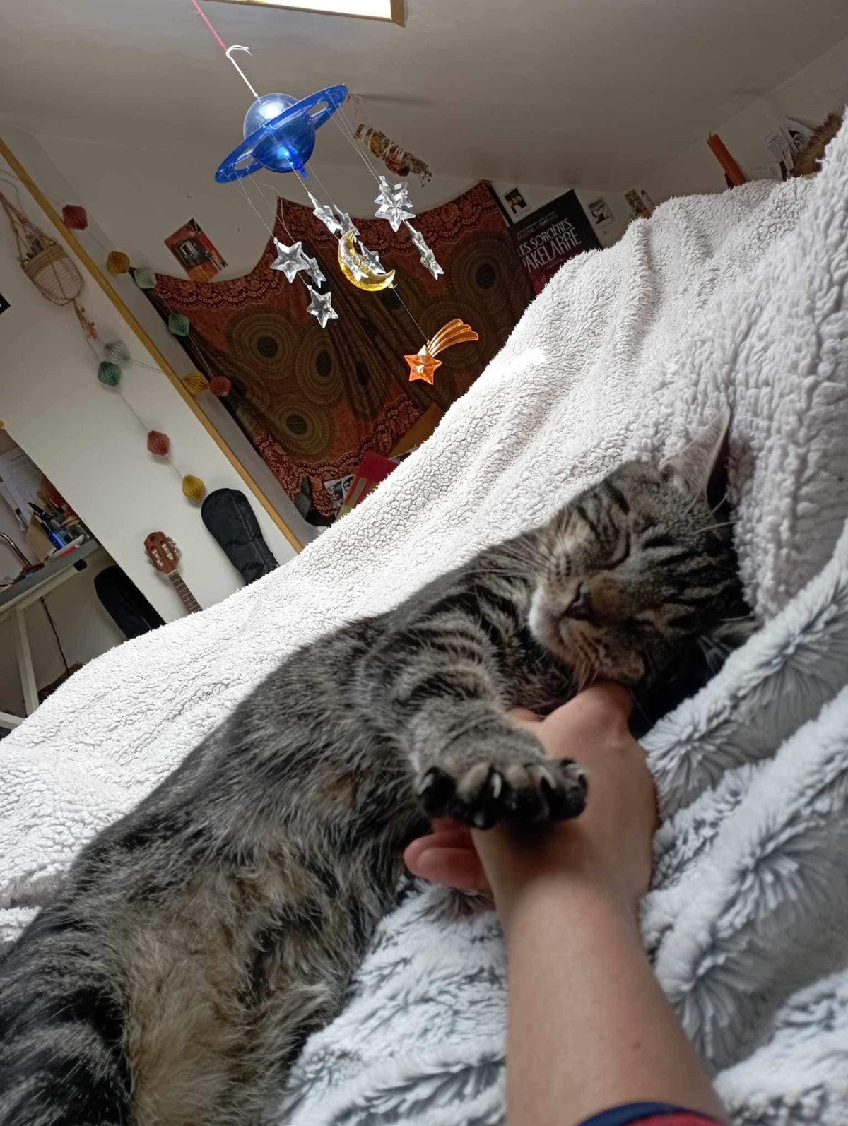Adoption Clyde 