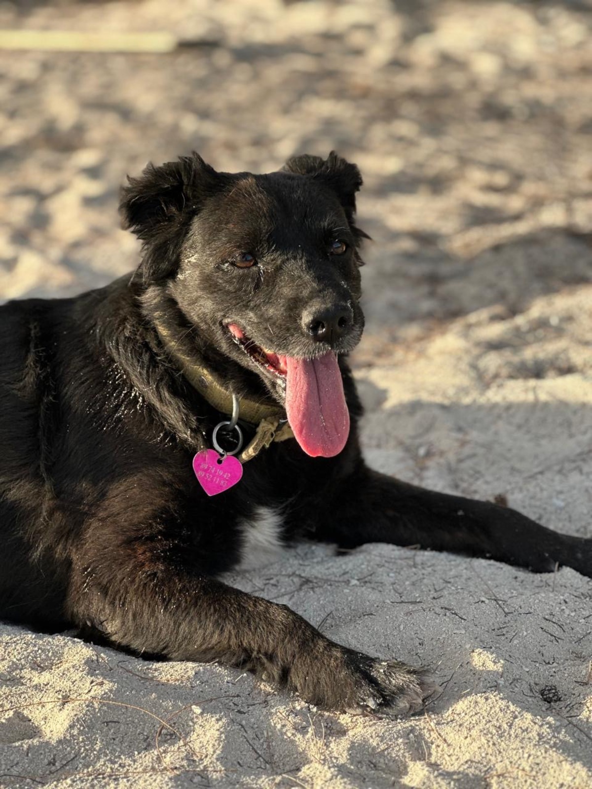 Adoption NOVA