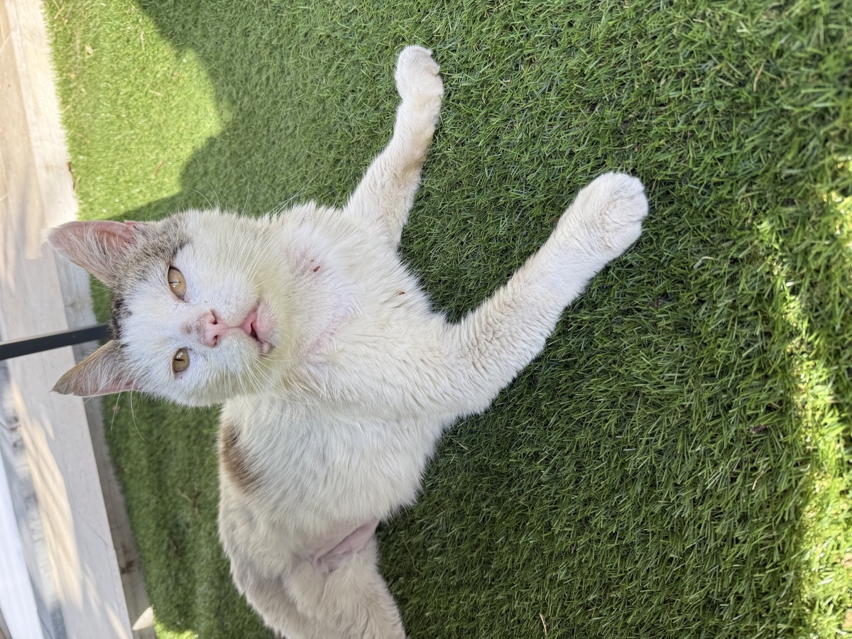 Adoption Marco