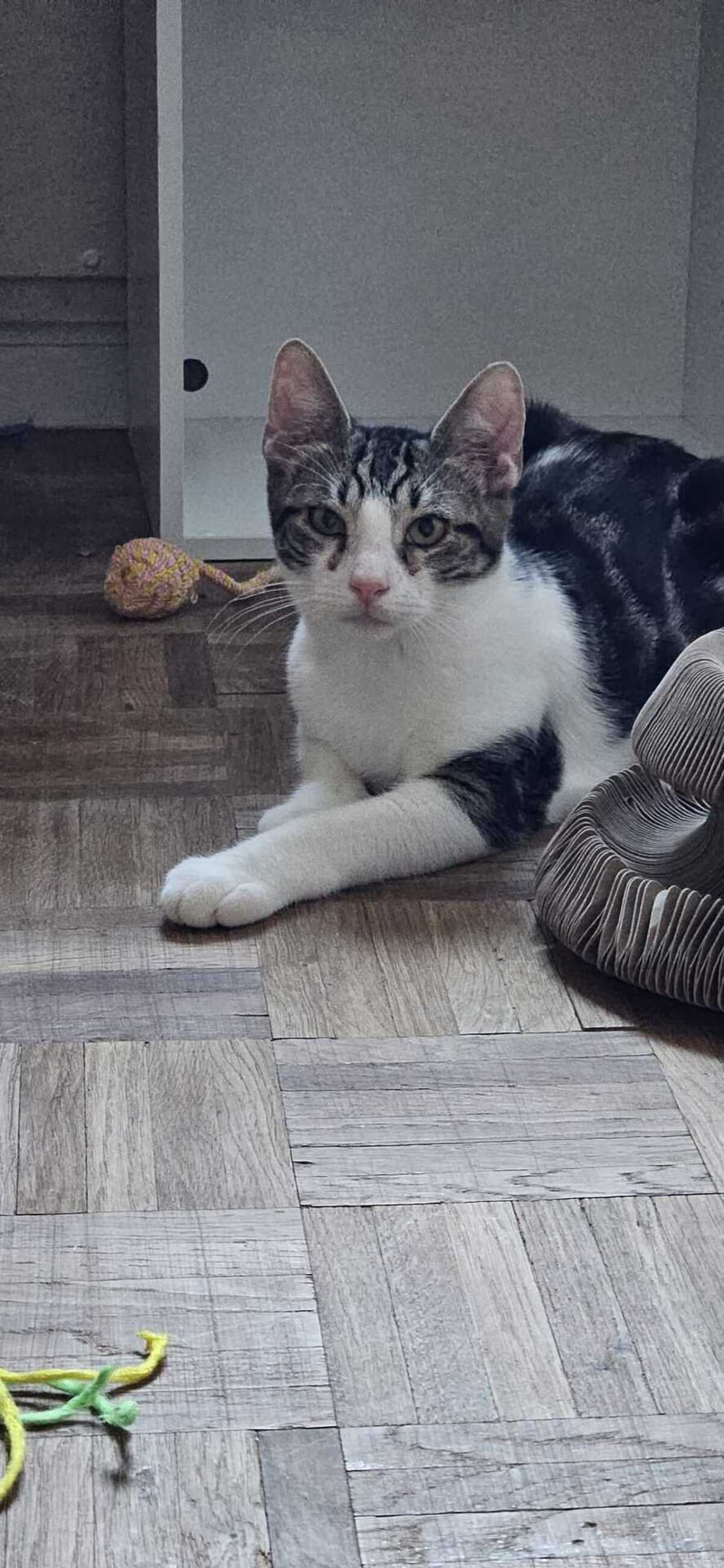 Adoption Litchi