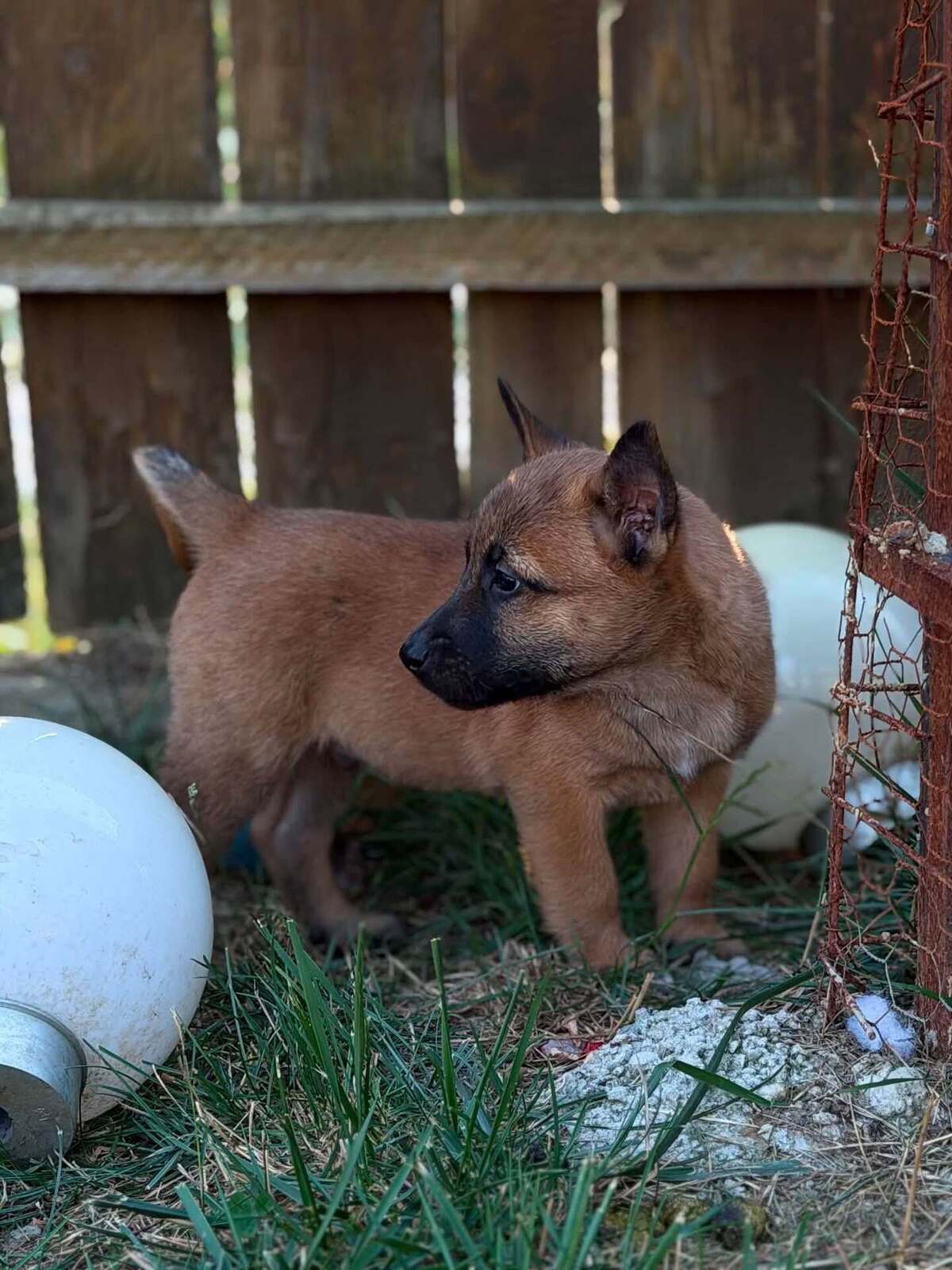 Adoption Speculoos