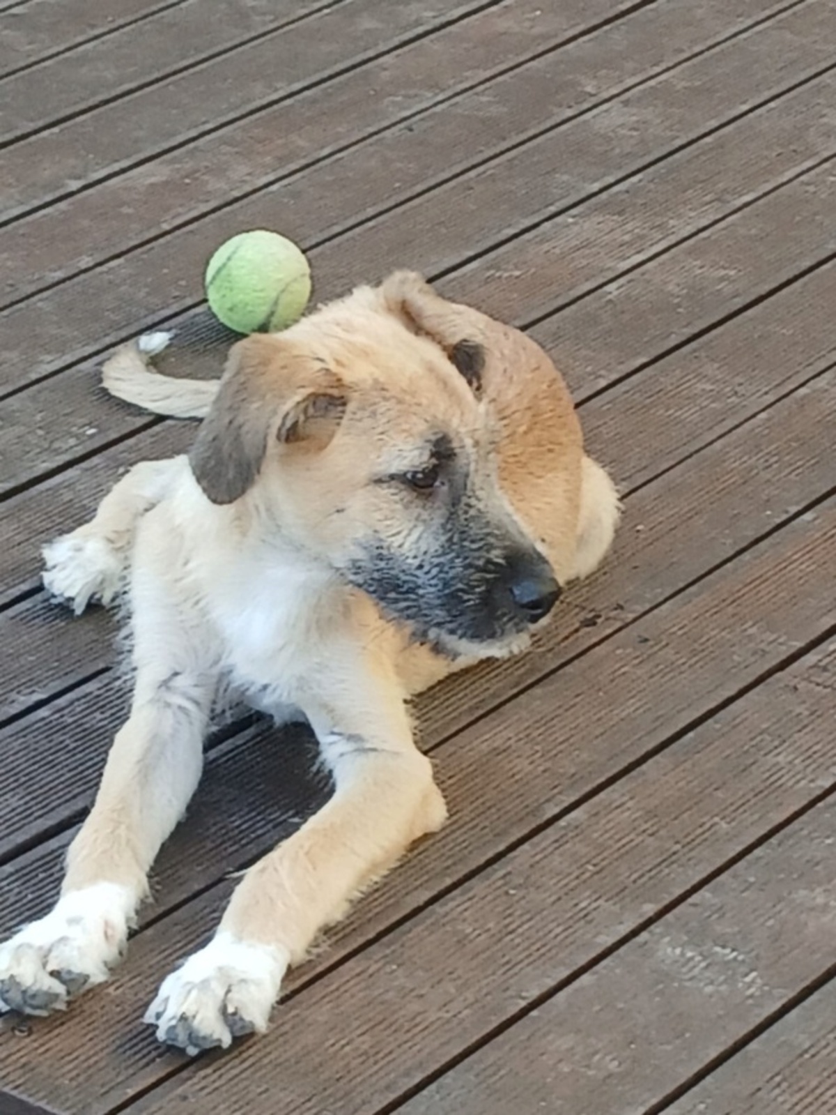 Adoption Reha