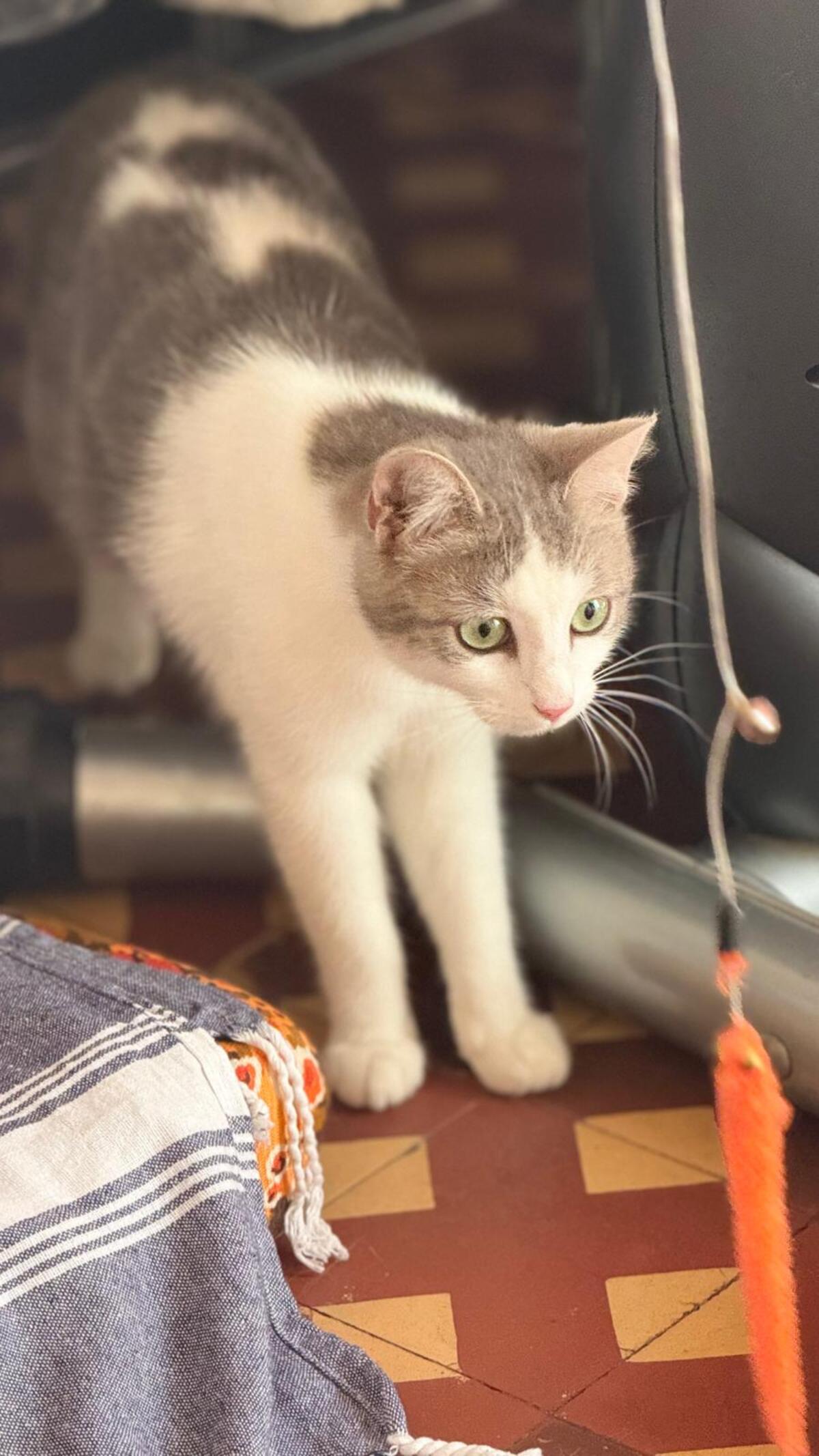Adoption Livia