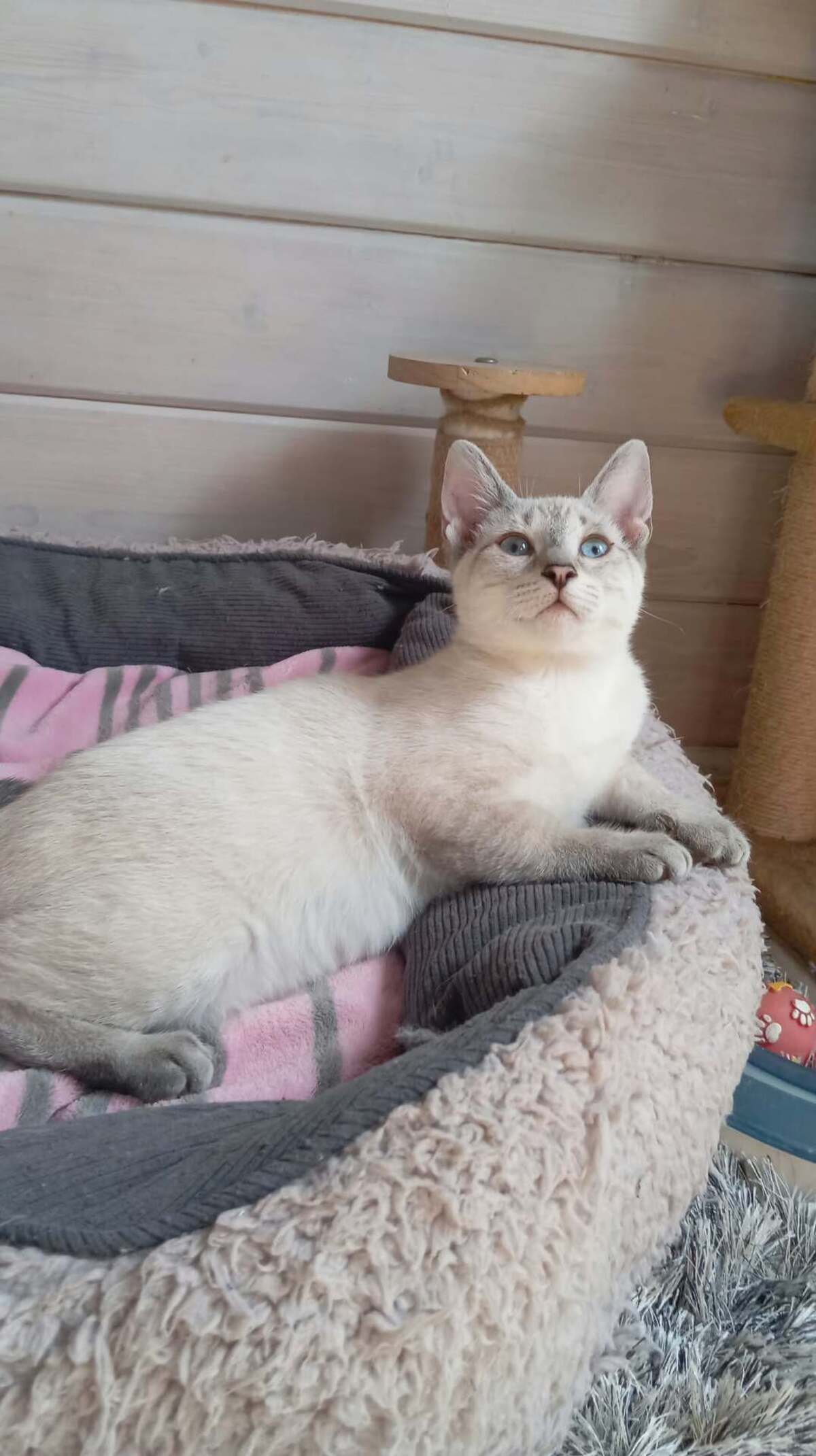 Adoption CHAÏ