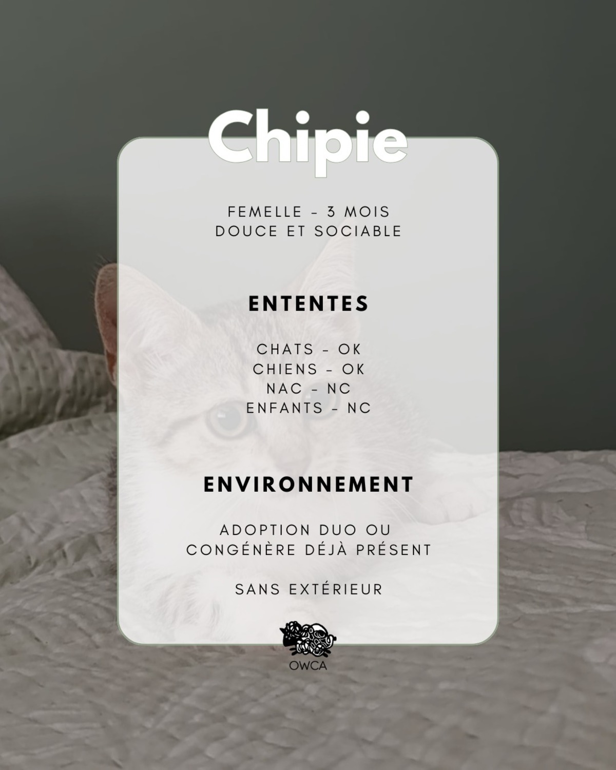 Adoption Chipie