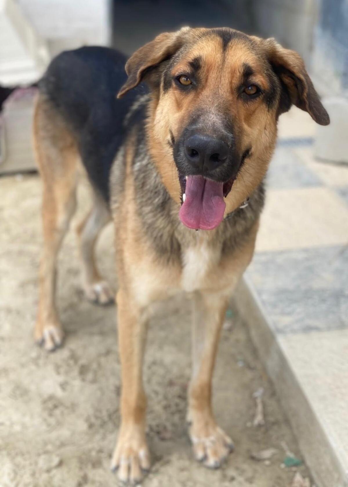 Adoption Max