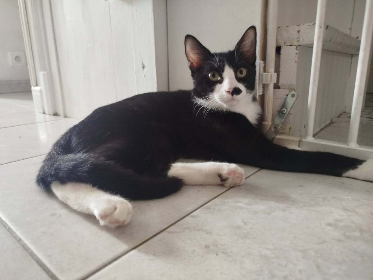 Adoption Bretelle 
