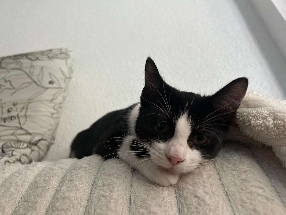 Adoption Fraise