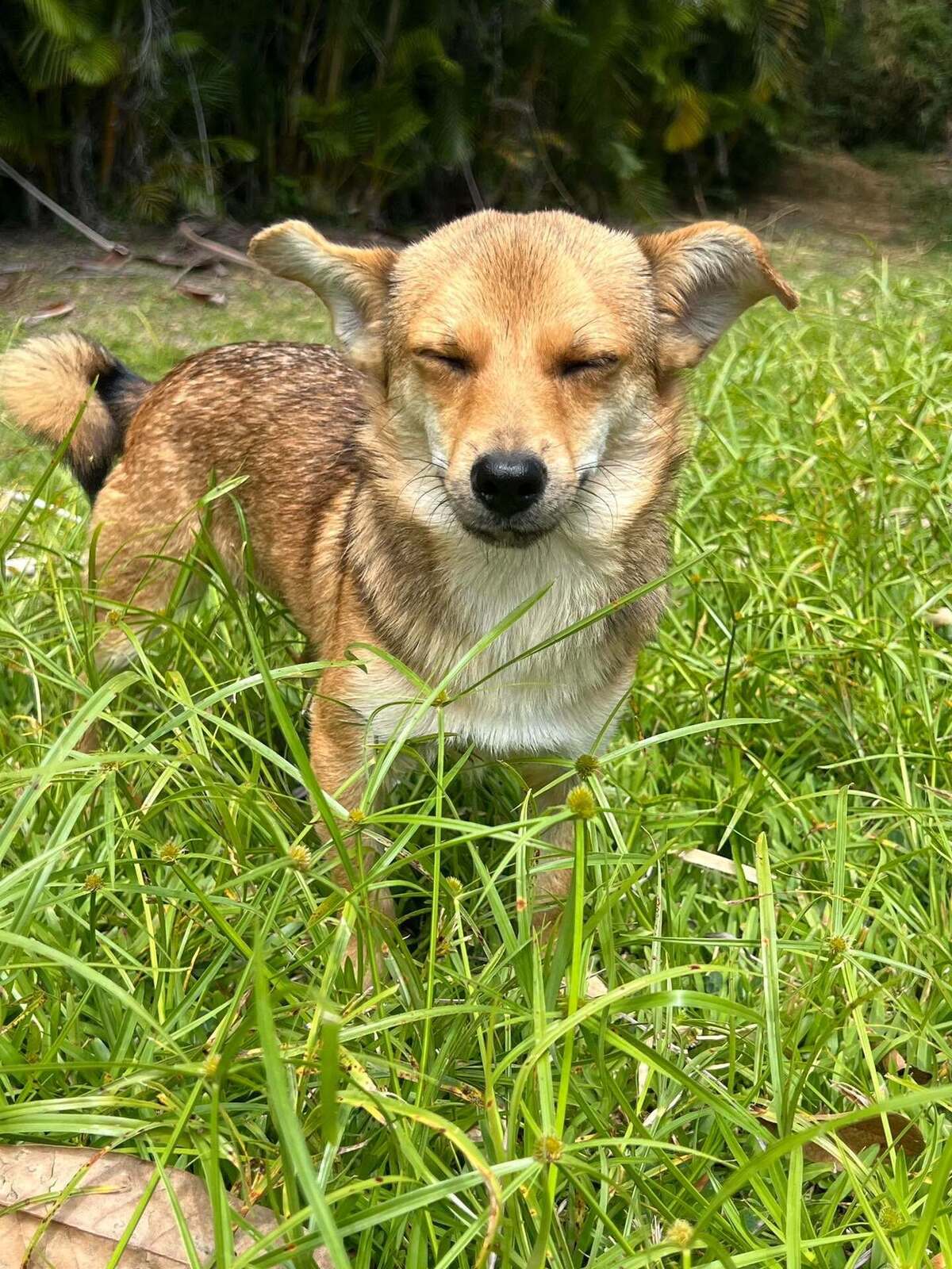 Adoption Letchis