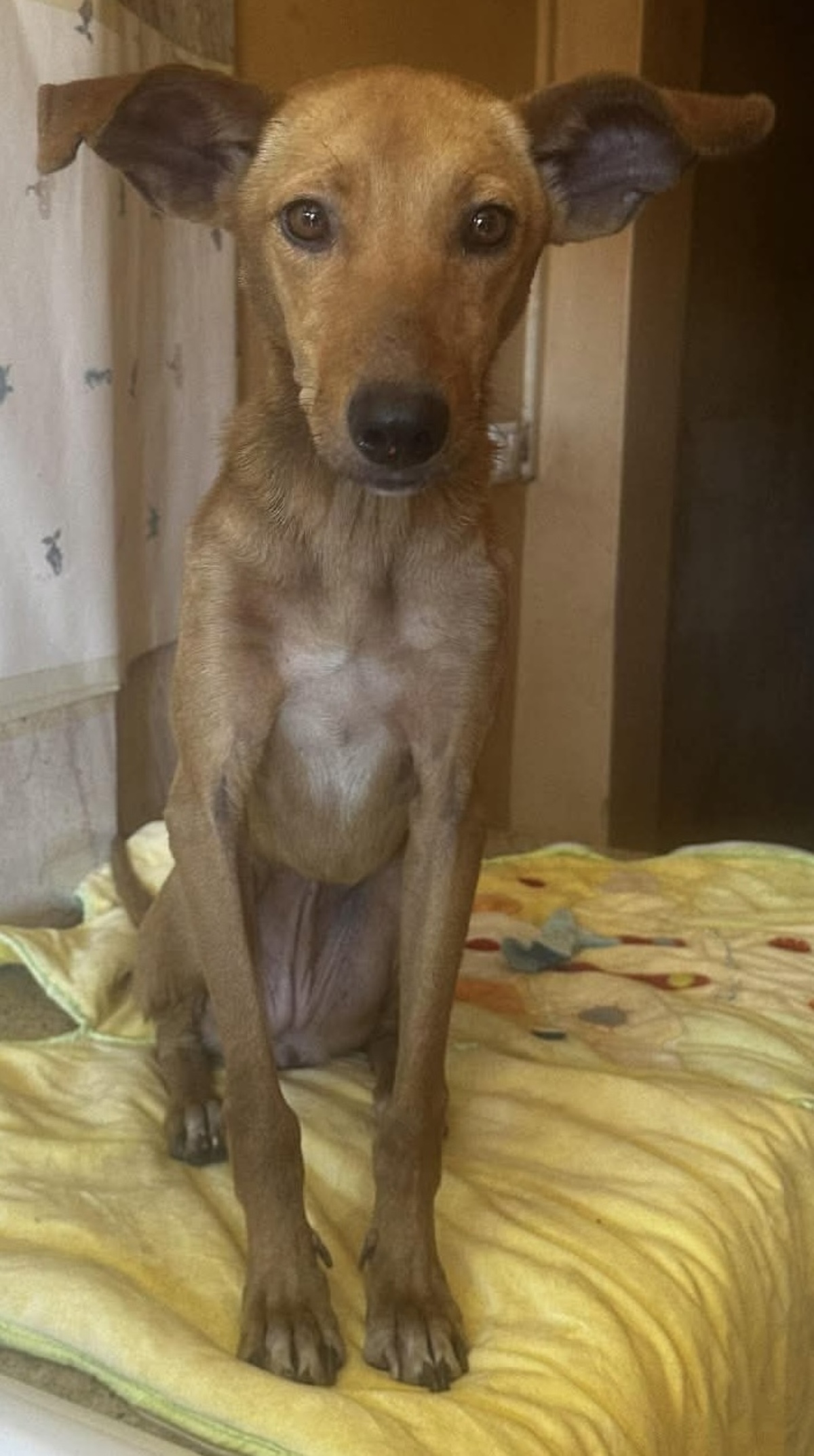 Adoption Ludie