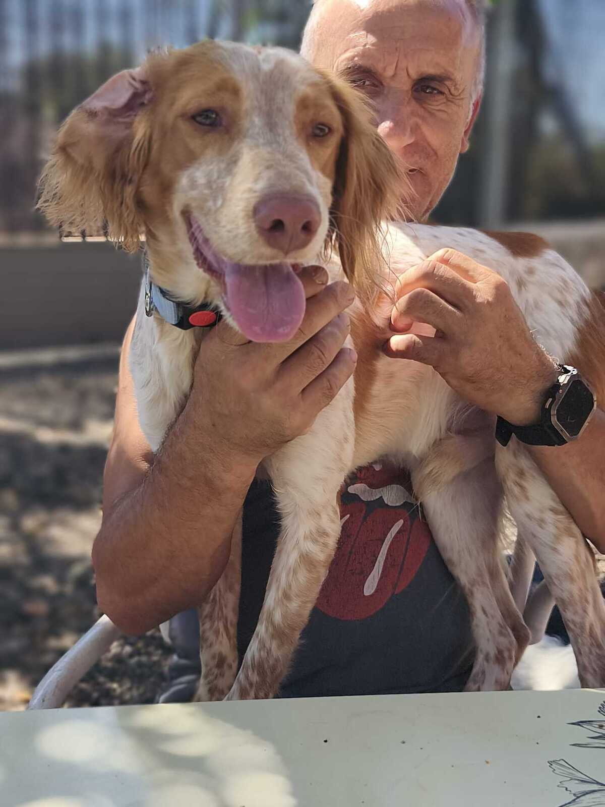 Adoption Scooby