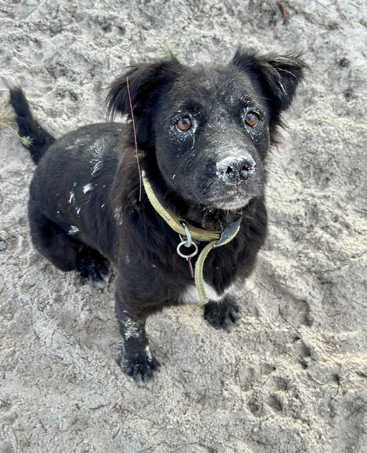 Adoption NOVA