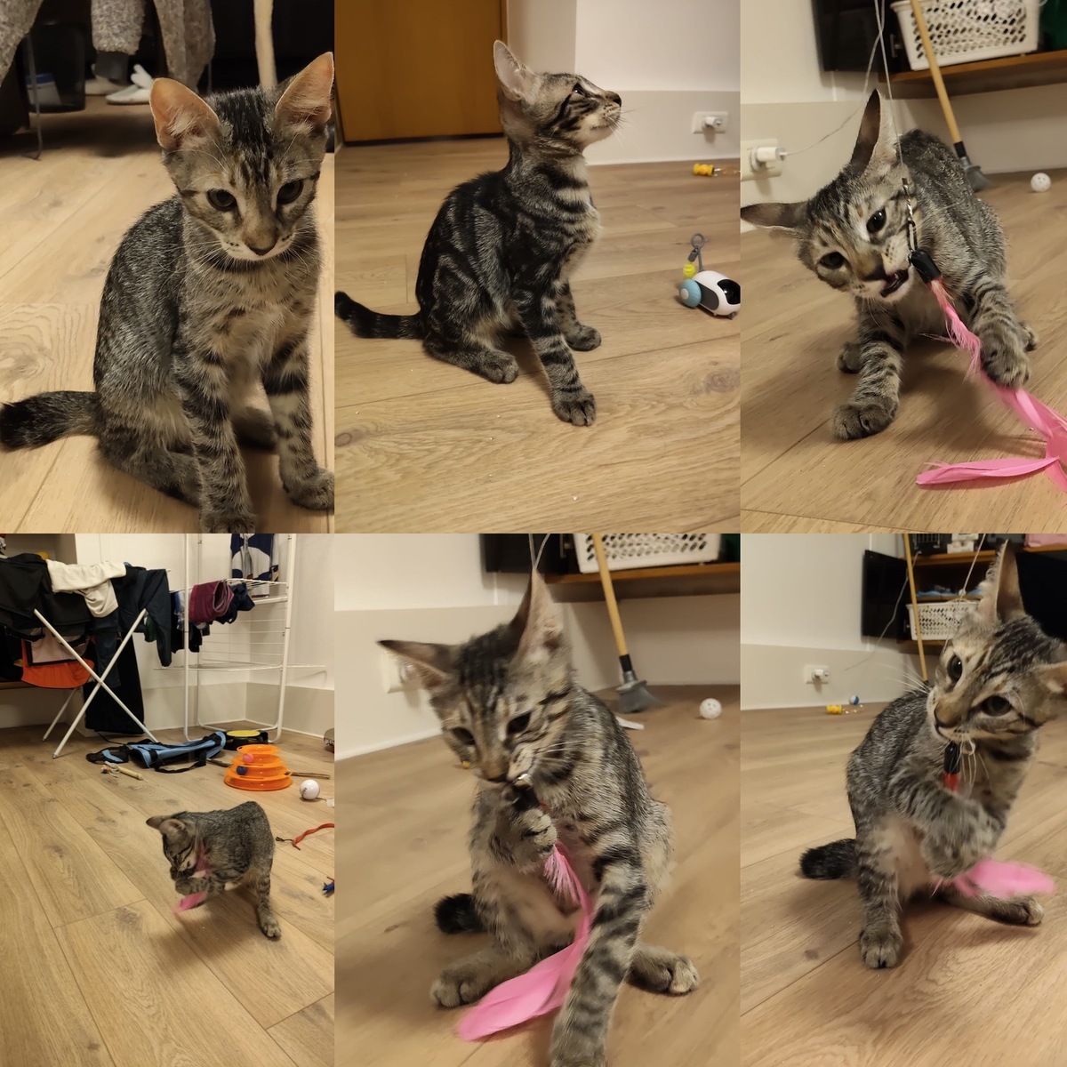 Adoption Bambou 