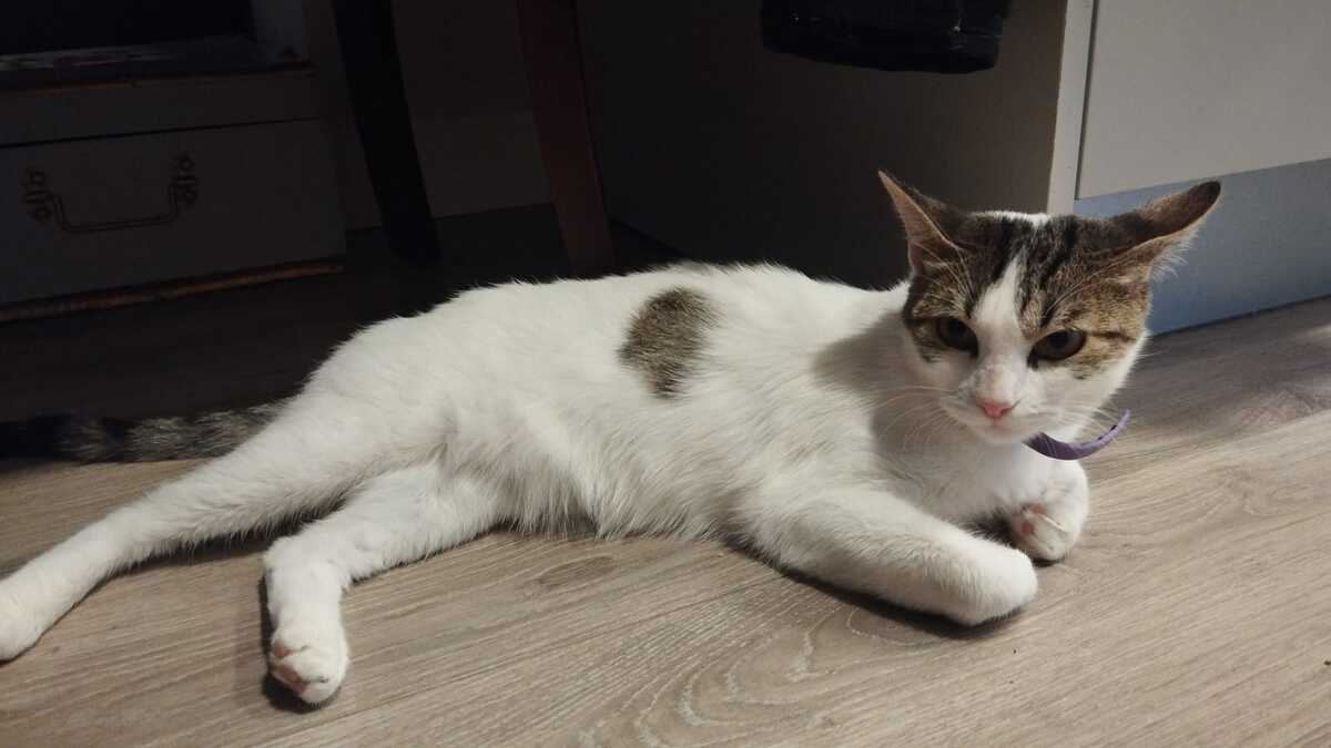 Adoption Lulu