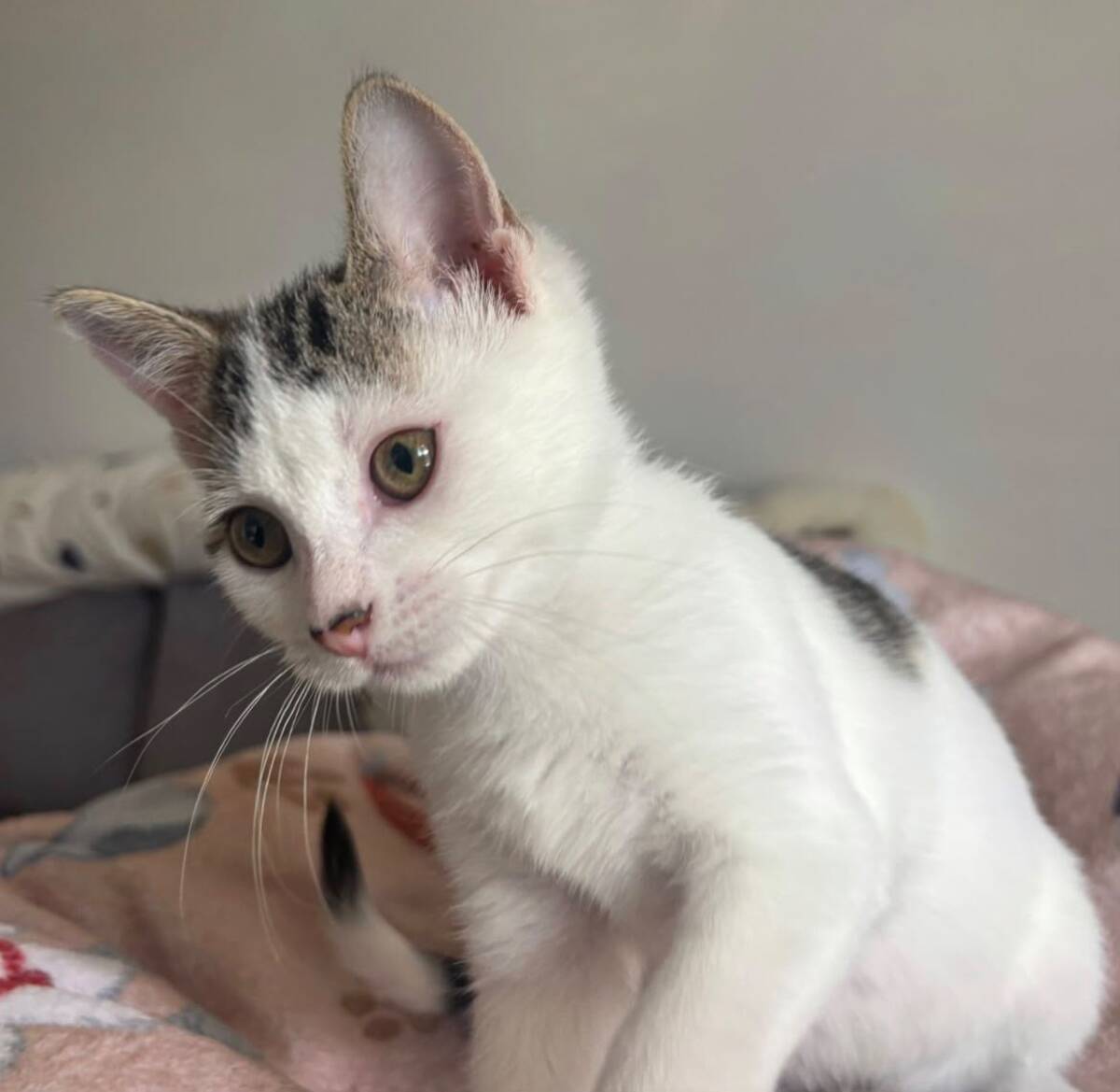 Adoption Asha