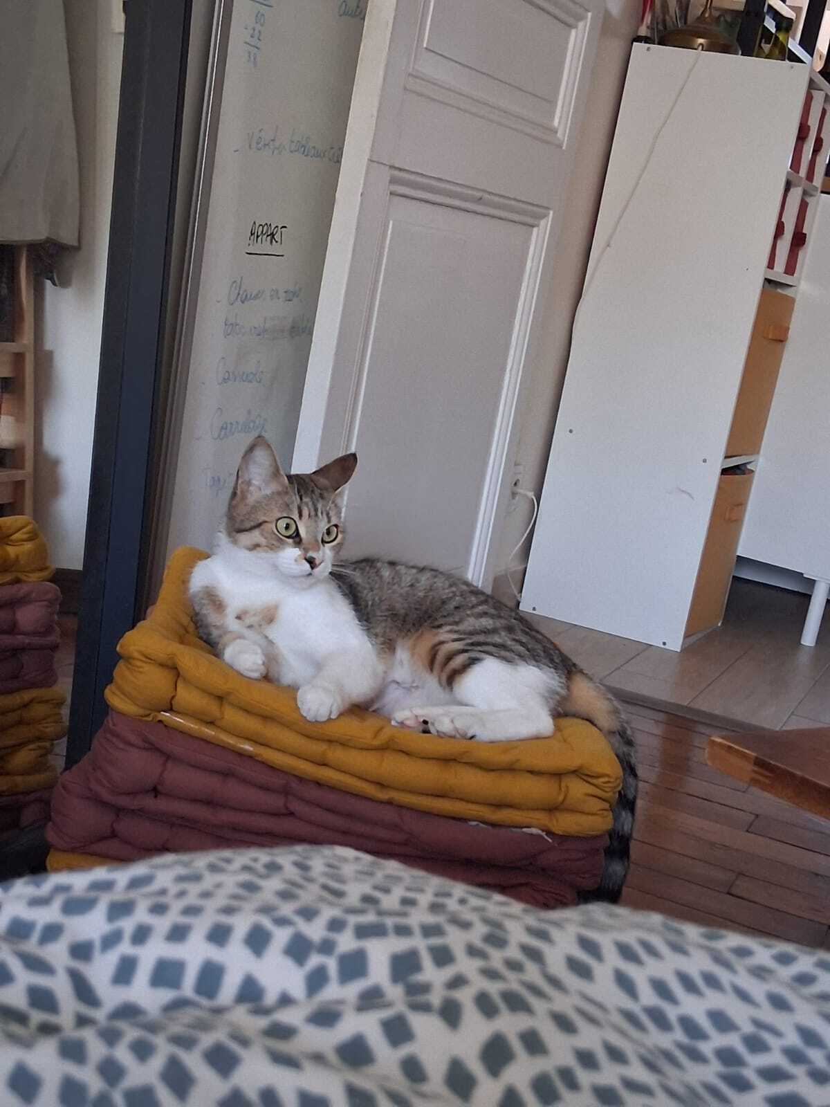 Adoption Artémis