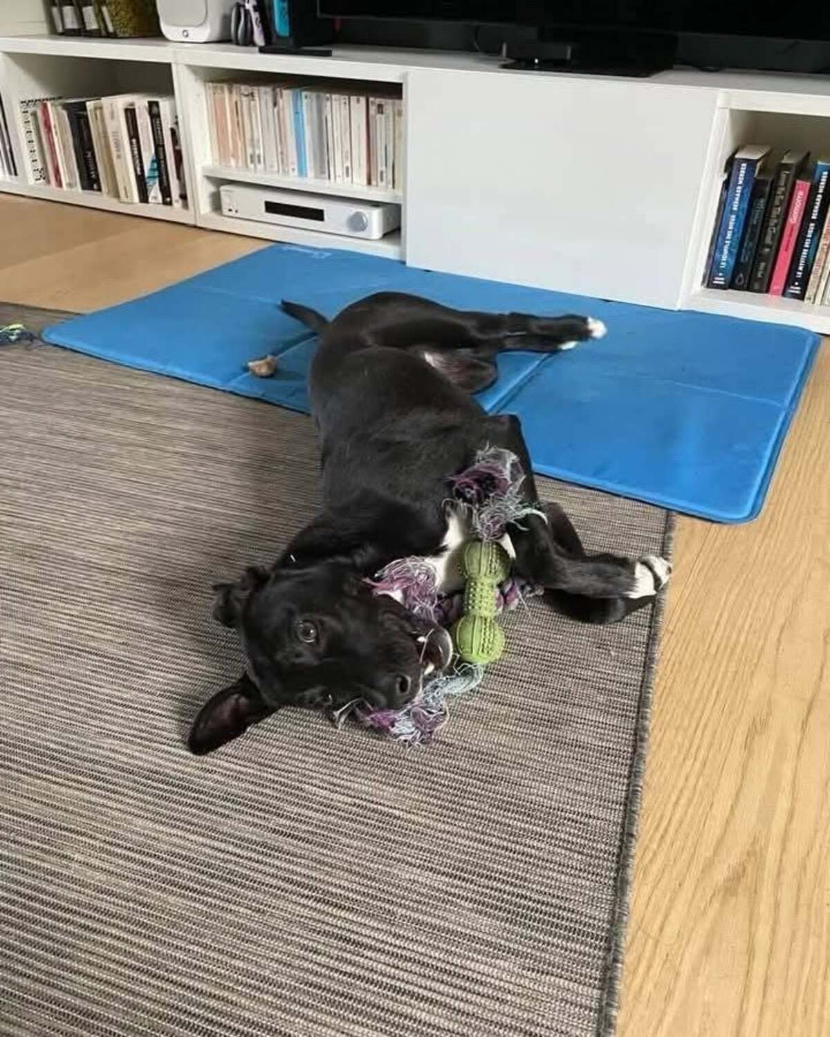 Adoption LEIA