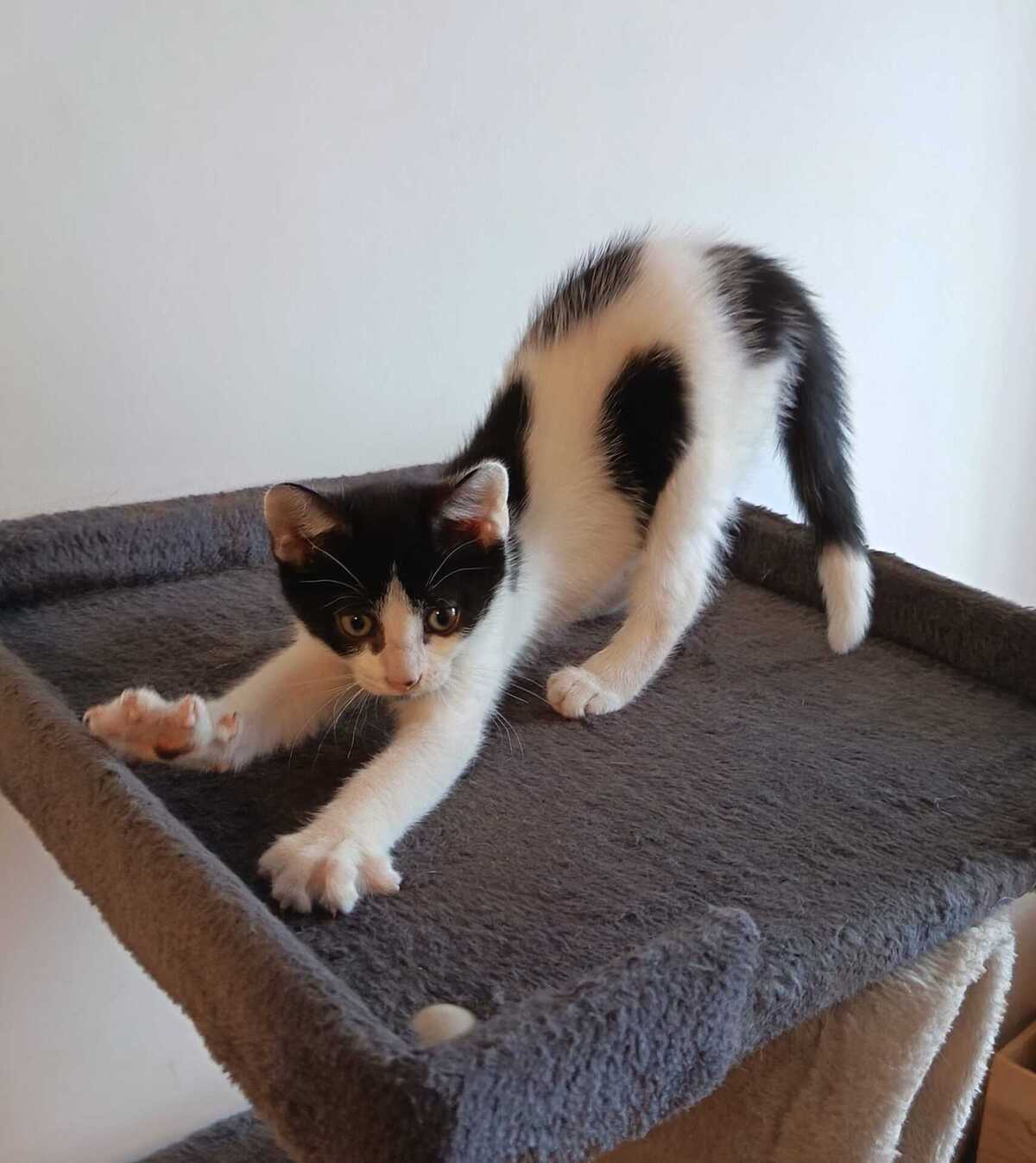 Adoption Jupiter