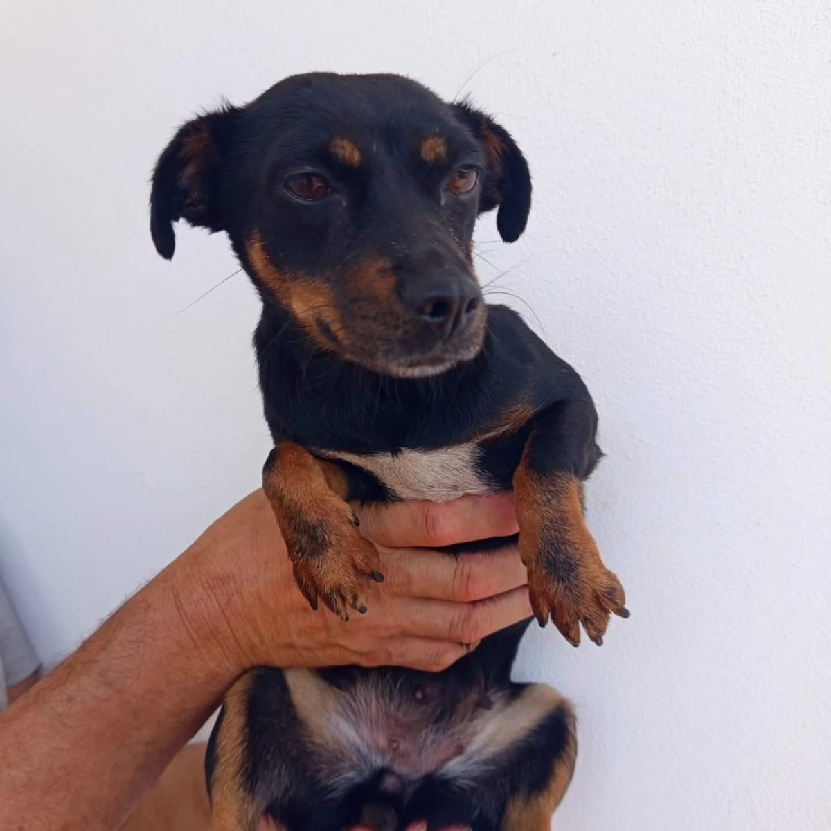 Adoption Zara