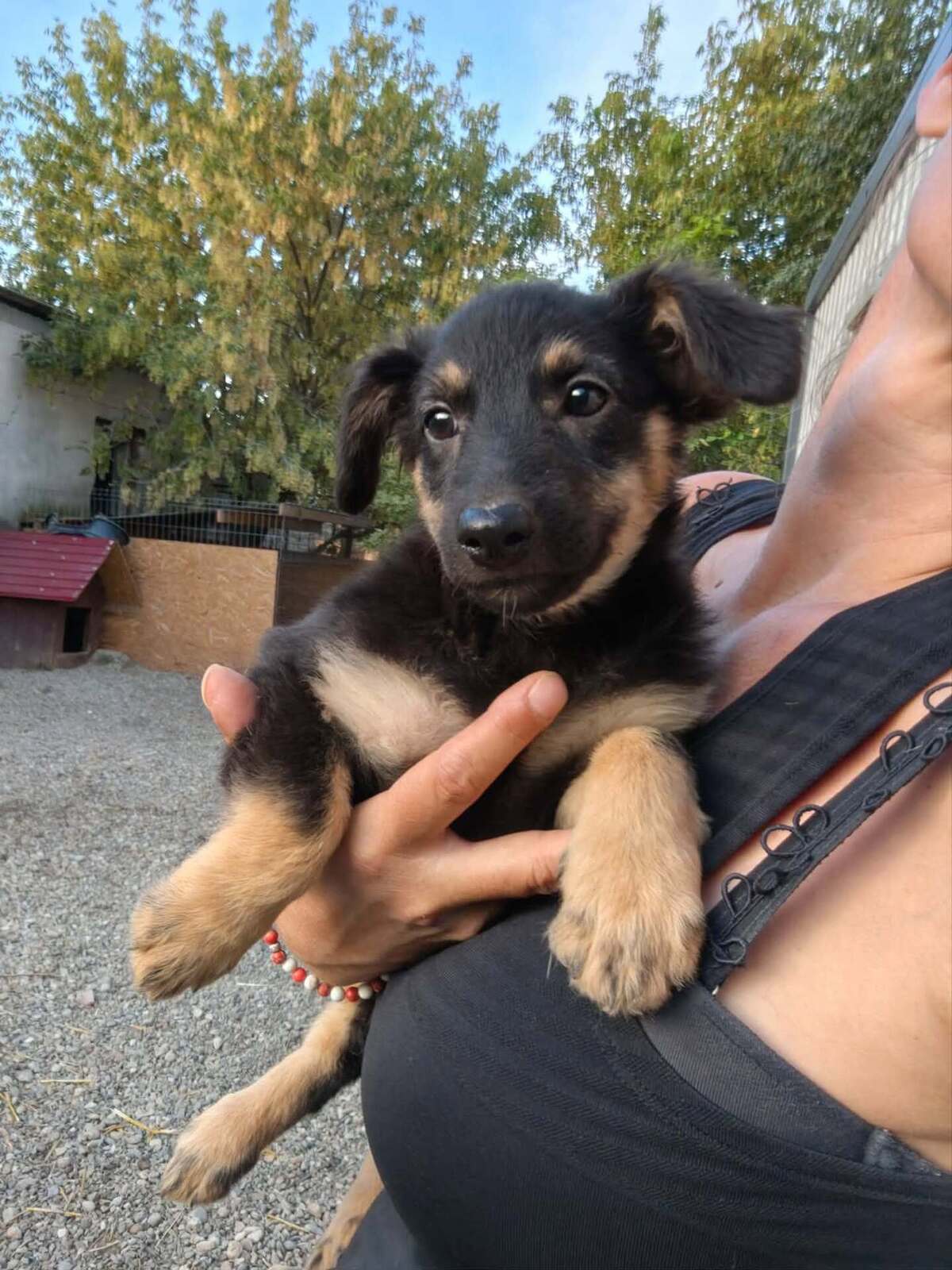 Adoption Chouquette