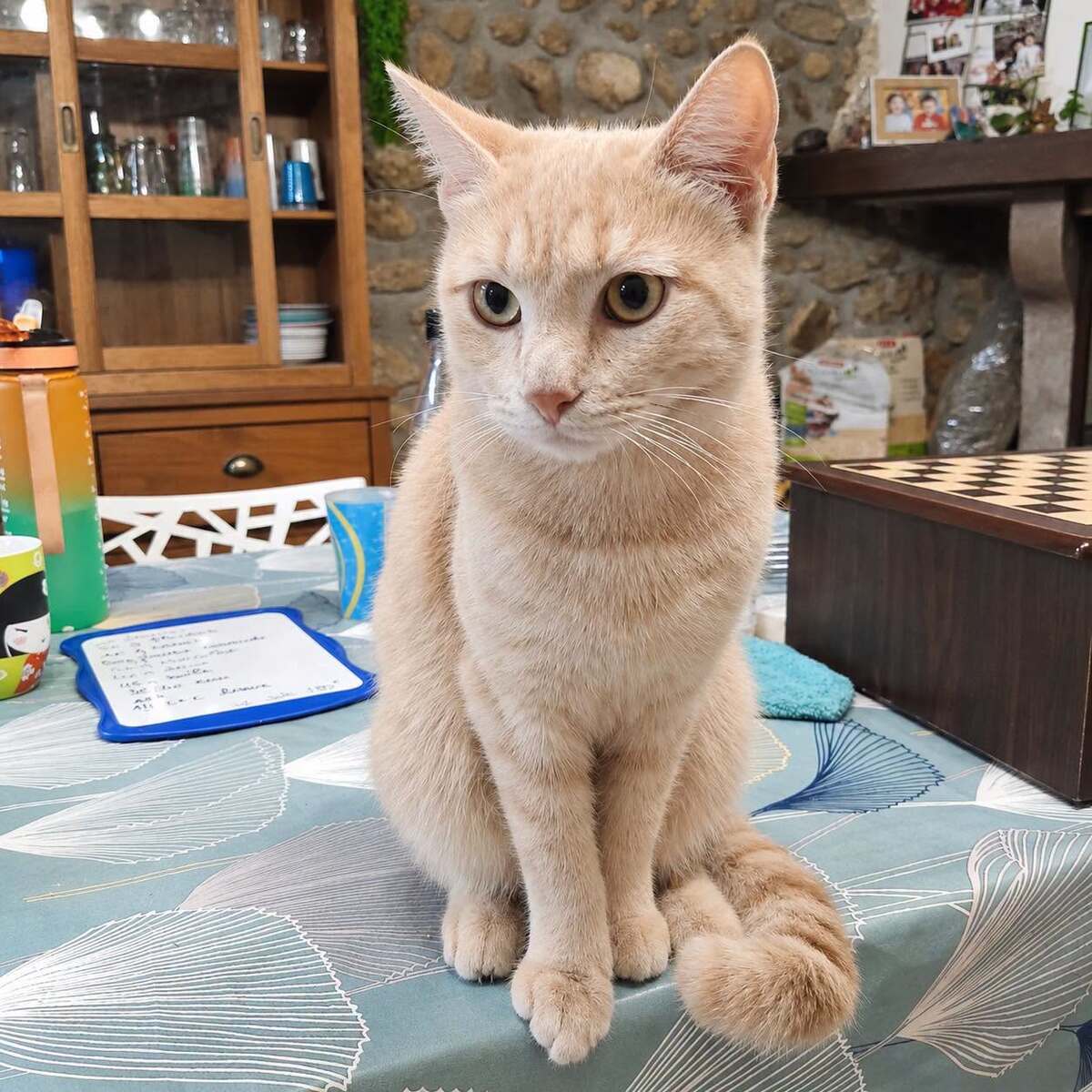 Adoption Yokaï