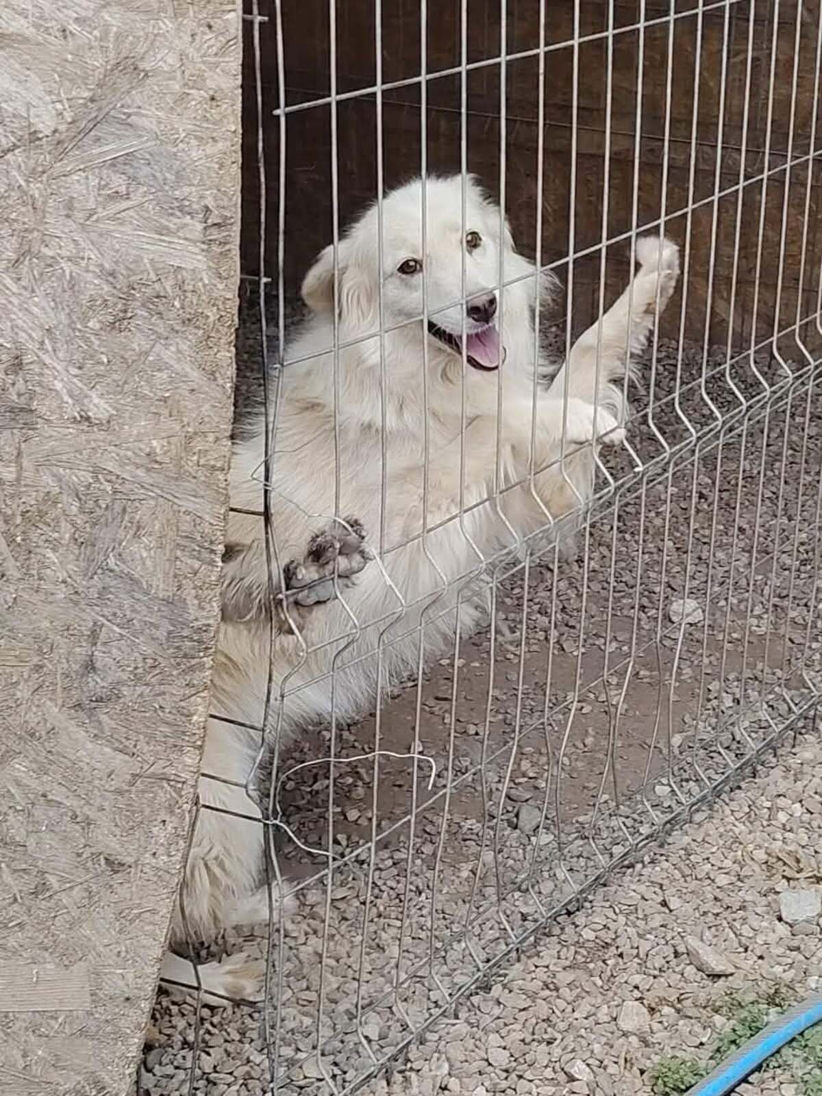 Adoption Alba