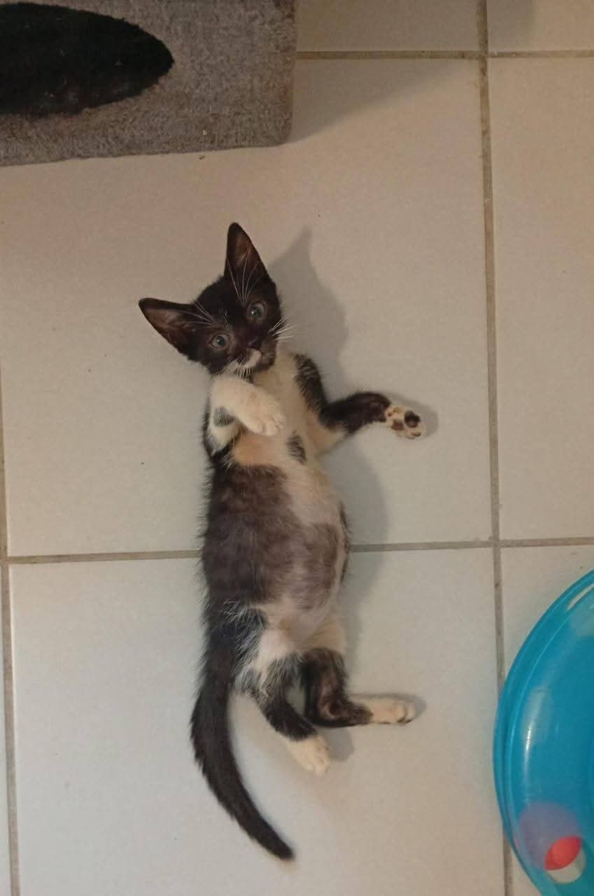 Adoption Suly