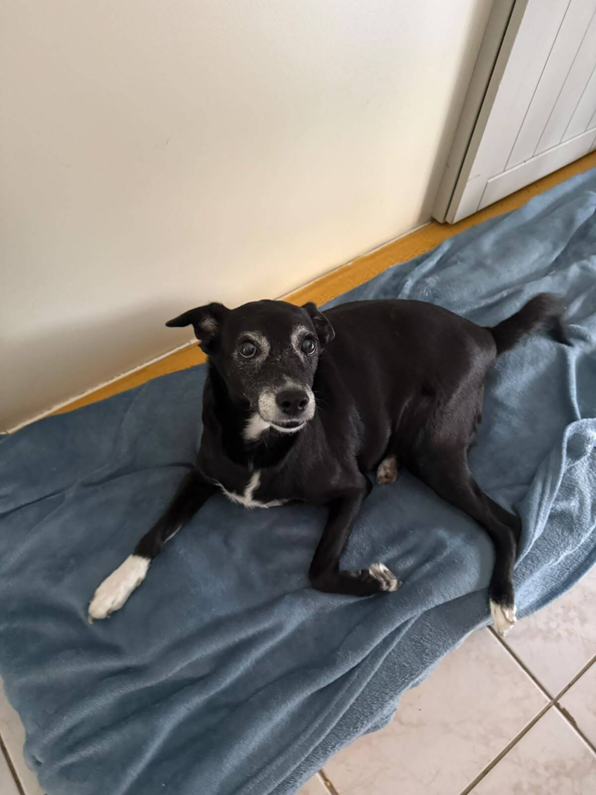 Adoption Maya