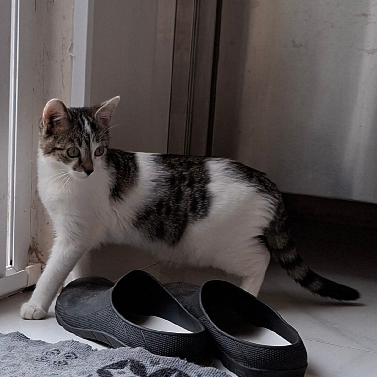 Adoption BLOSSOM