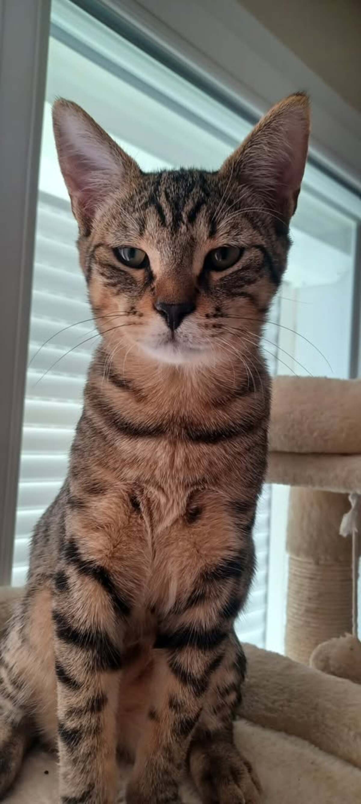 Adoption Leo