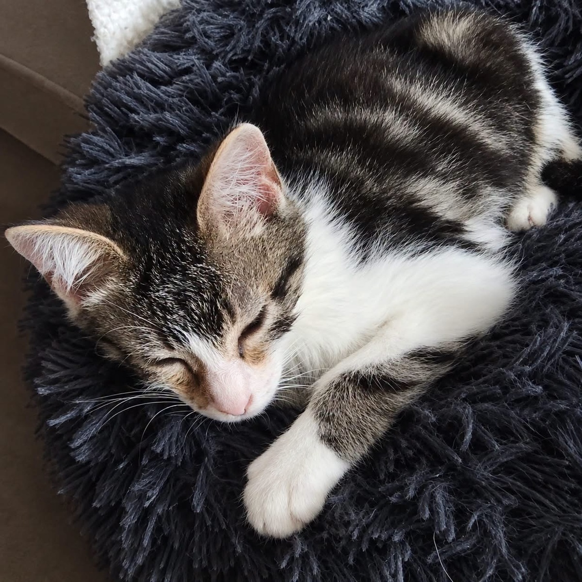 Adoption Litchi 