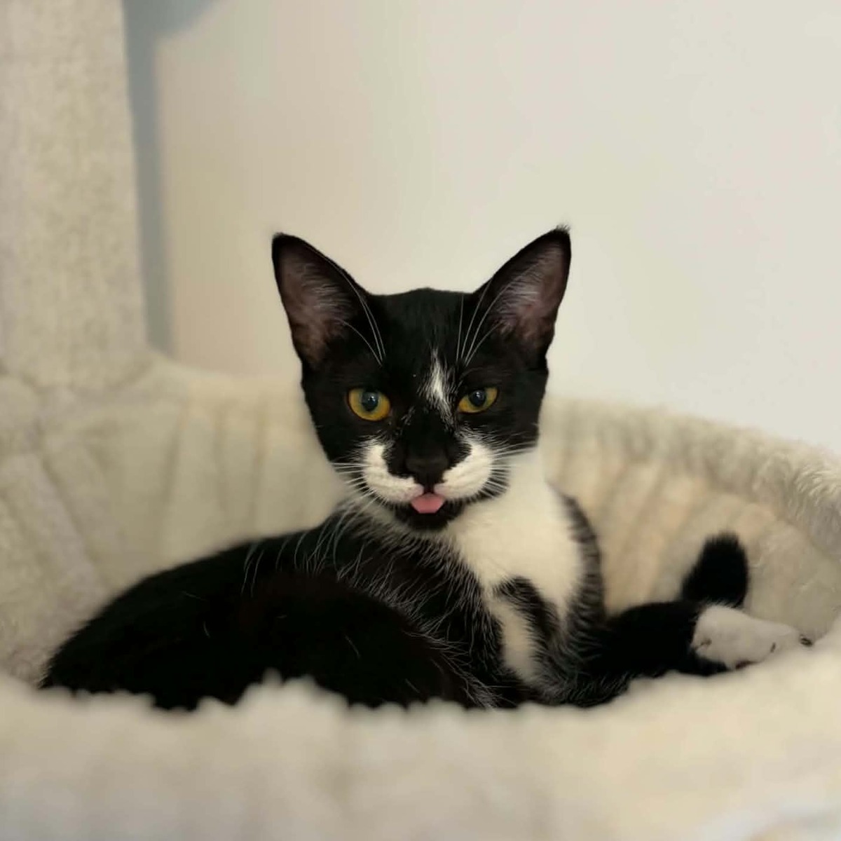 Adoption Xena