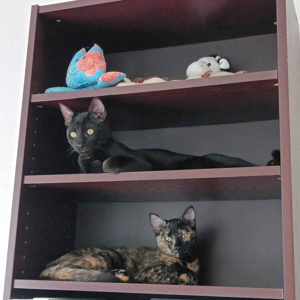 Adoption Lysandre