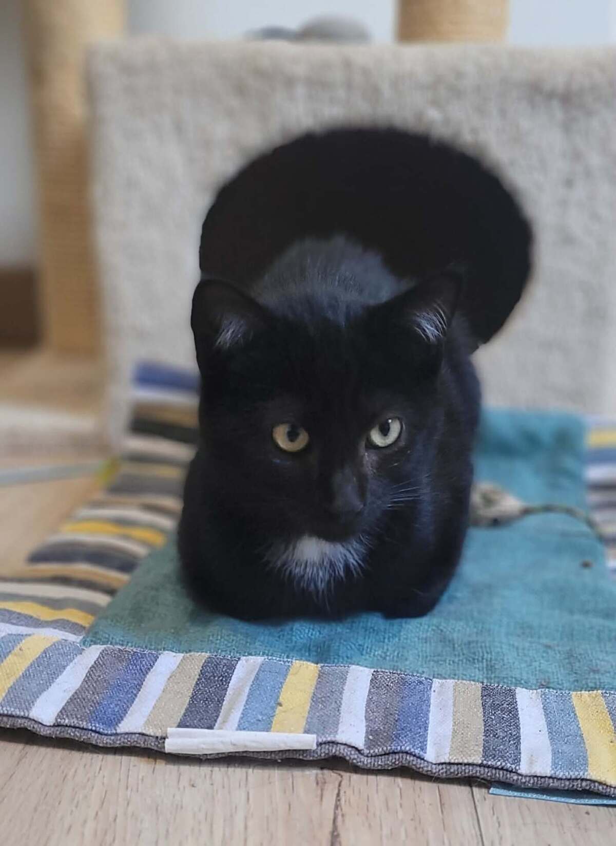 Adoption Boléro