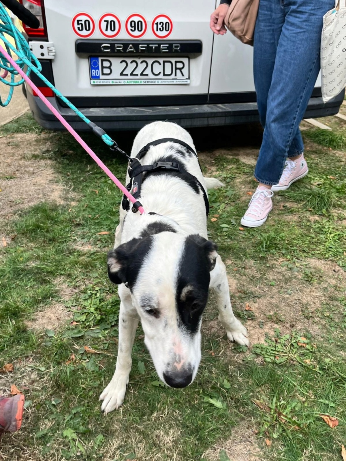 Adoption Tasha