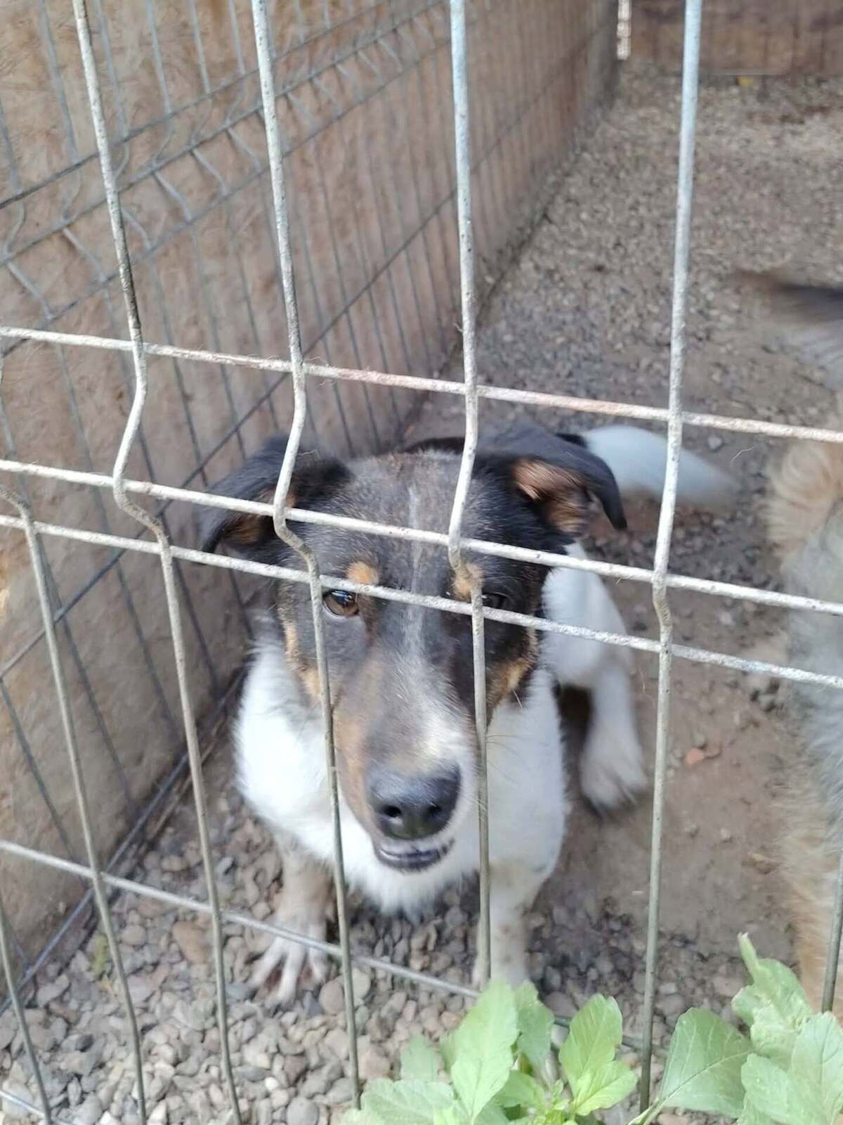 Adoption Kiwi