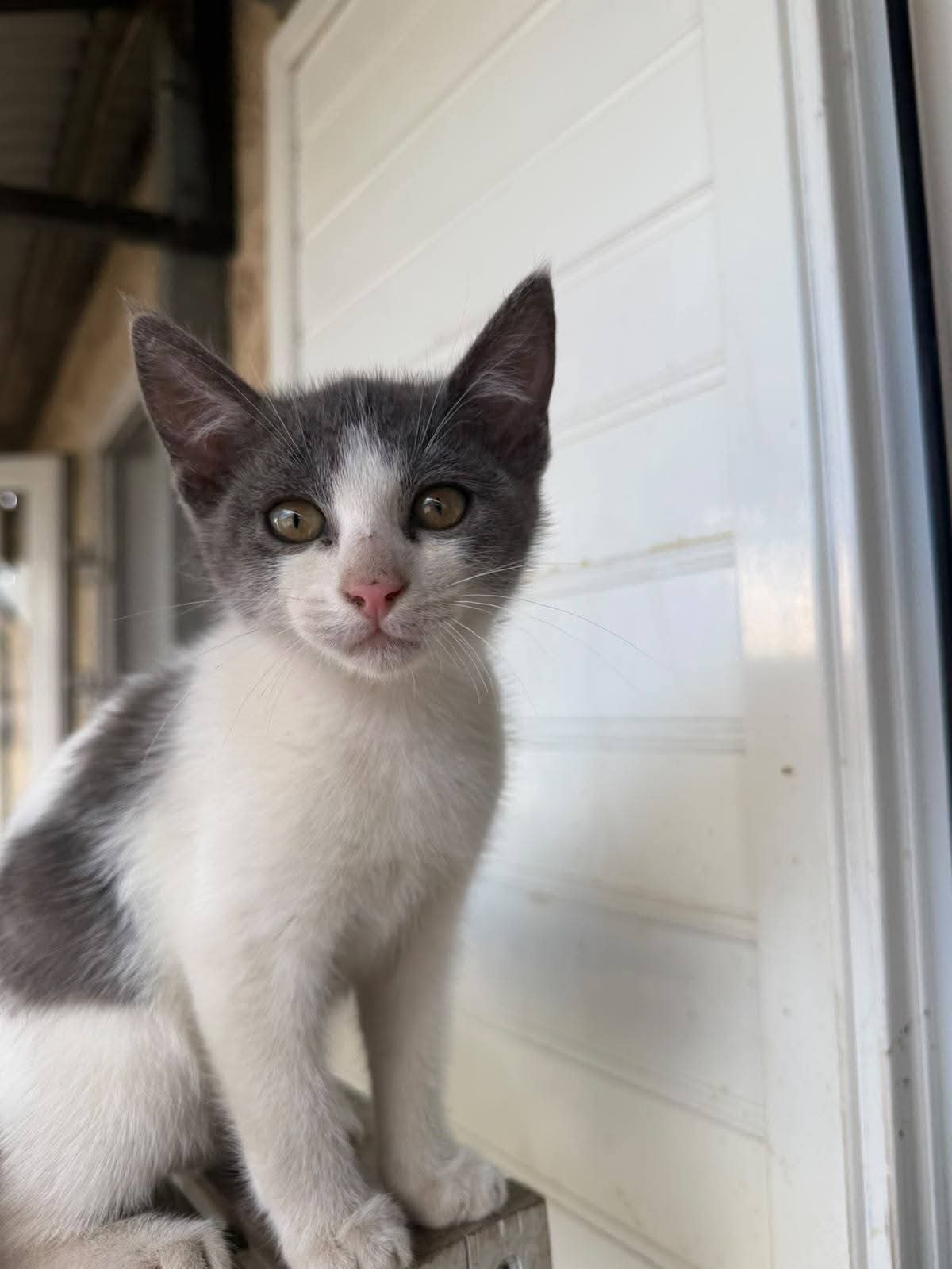 Adoption Nicky