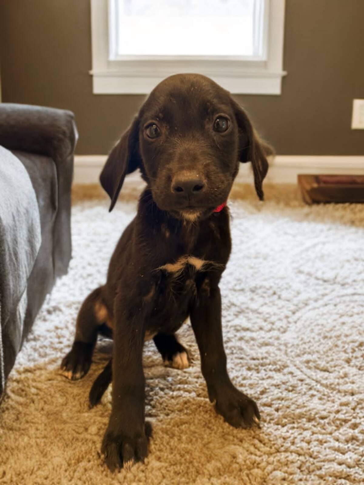 Adoption Xena