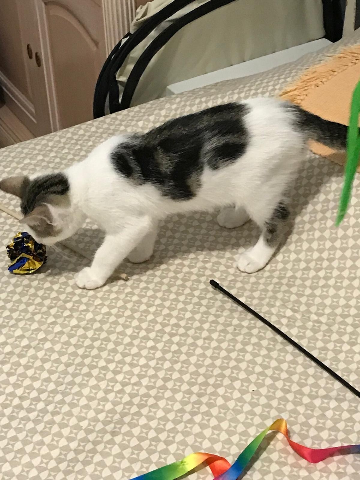 Adoption Blanco