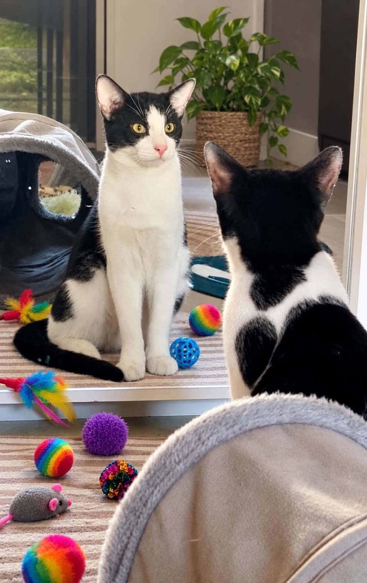 Adoption Ben