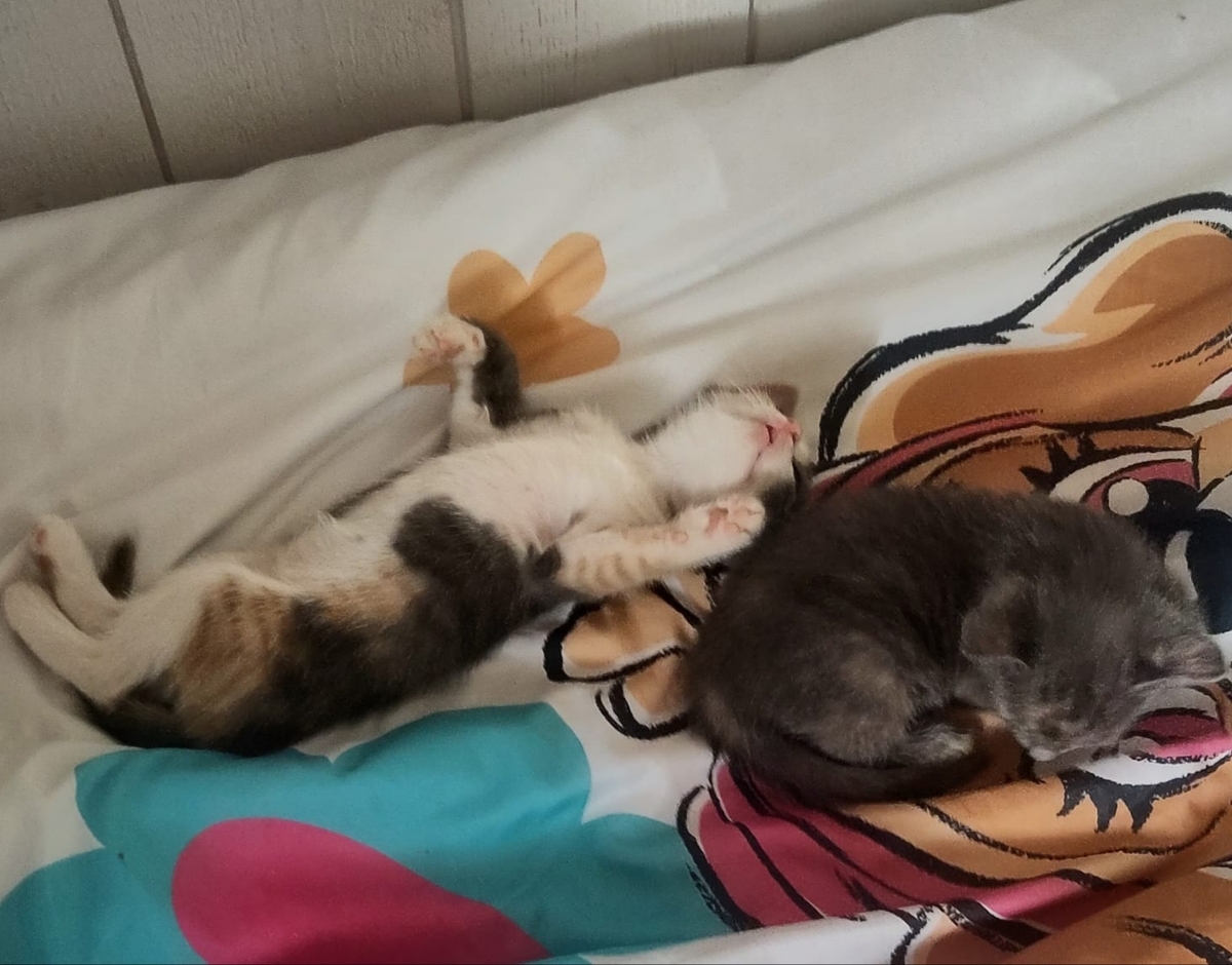 Adoption Lumi et Sélène