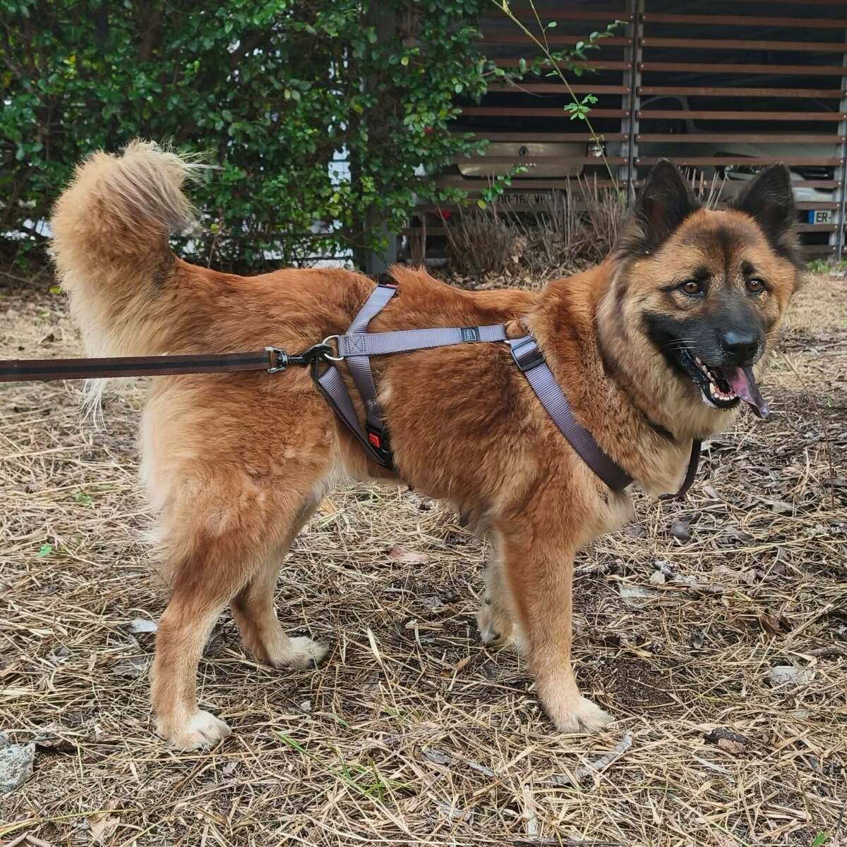 Adoption LAÏKA